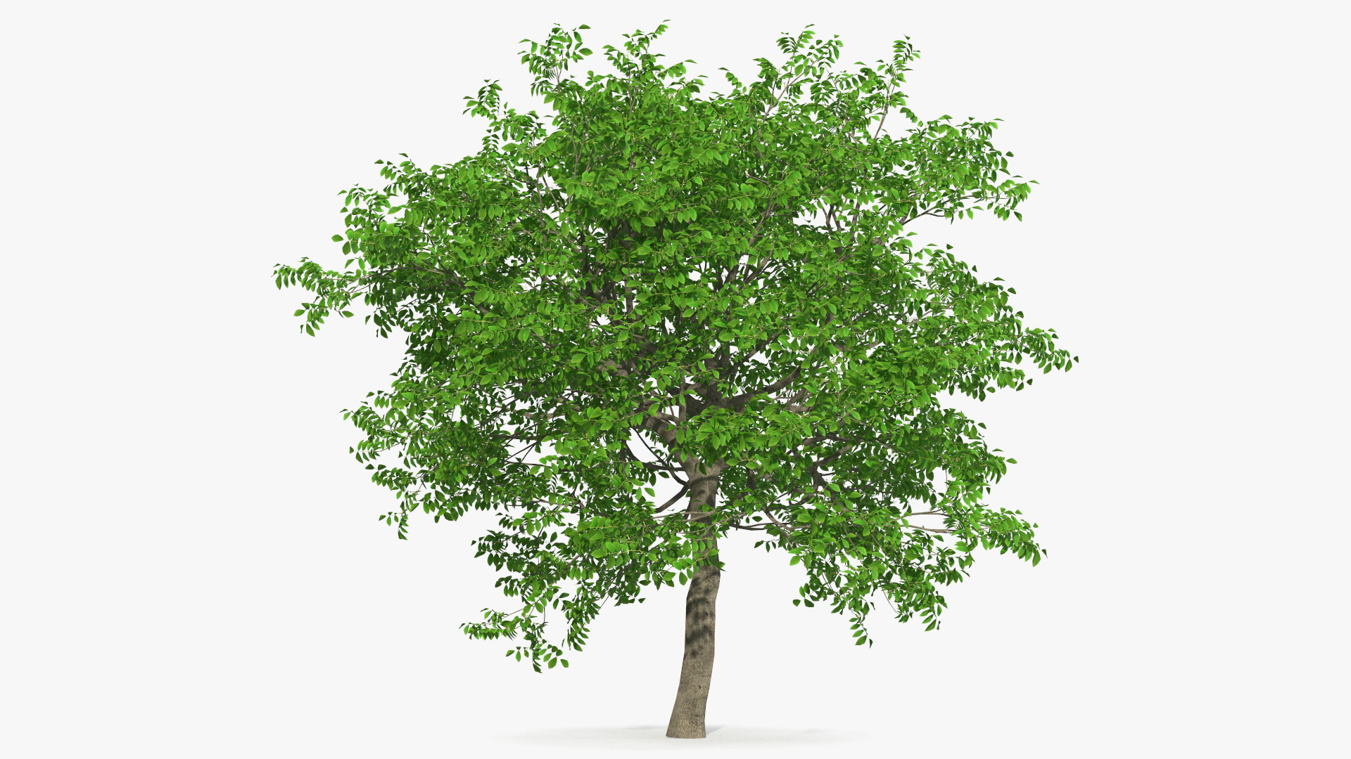 Green Walnut Tree 3D