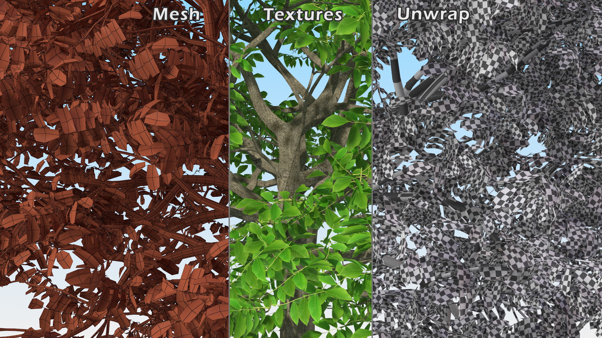 Green Walnut Tree 3D
