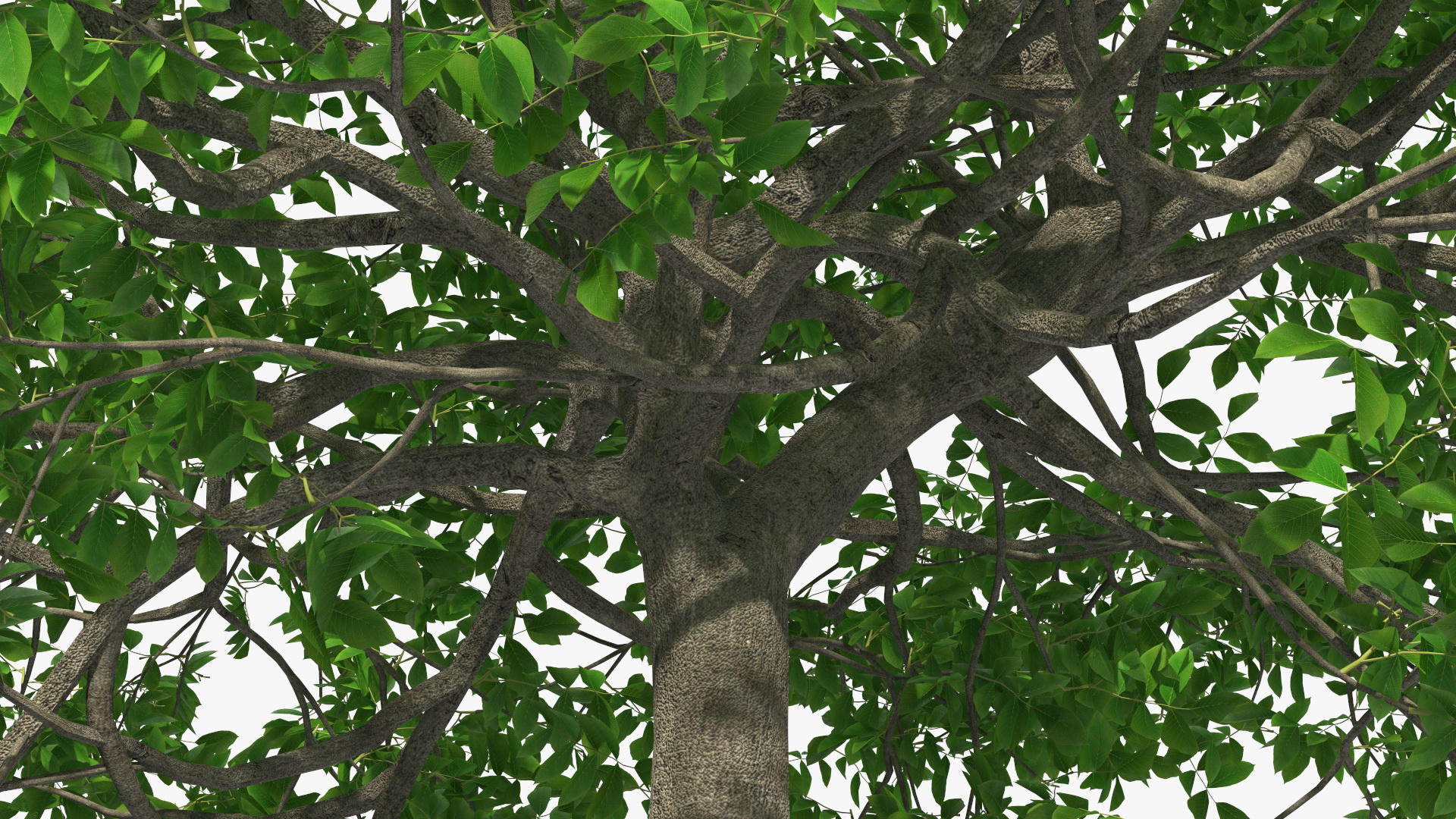 Green Walnut Tree 3D