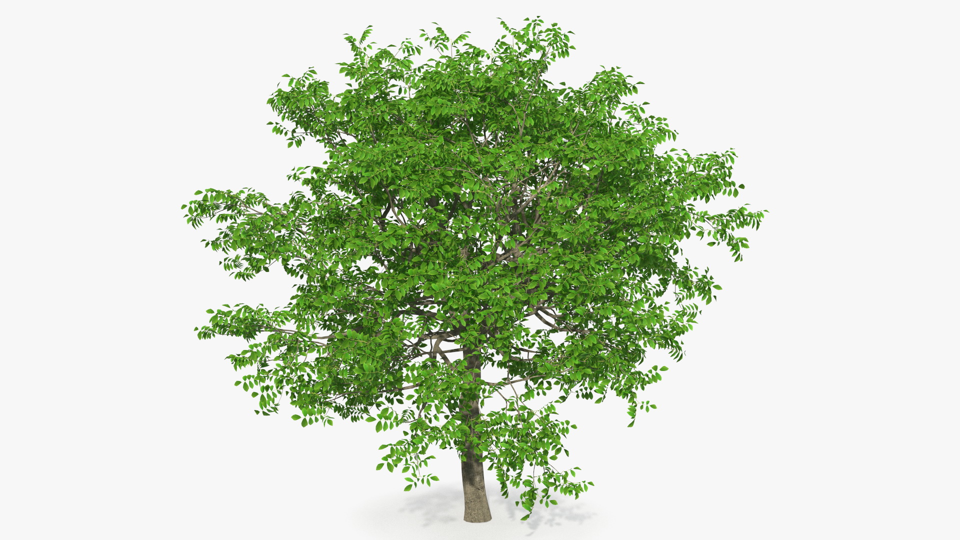 Green Walnut Tree 3D