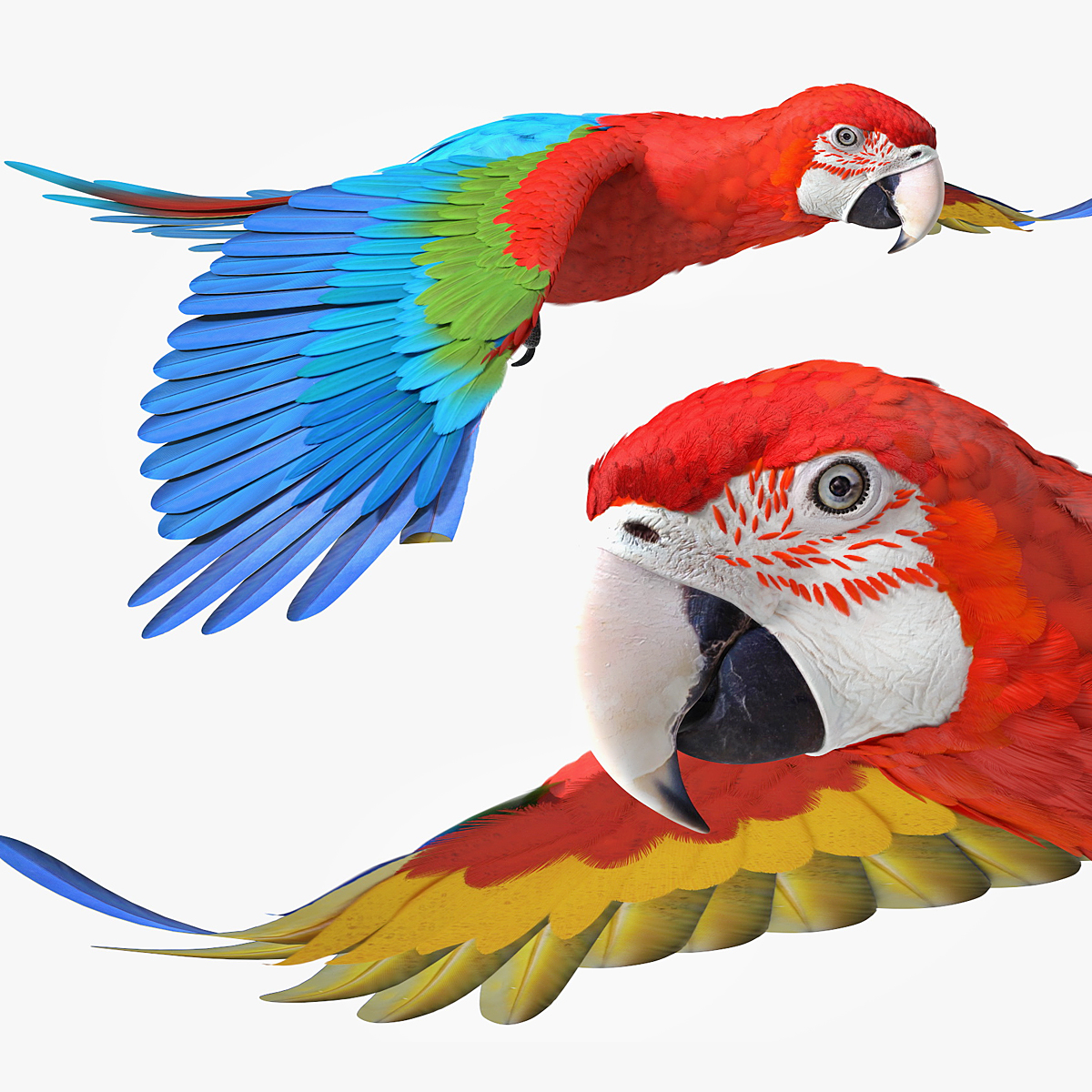 Red and Green Macaw Parrot Flying Pose 3D model preview