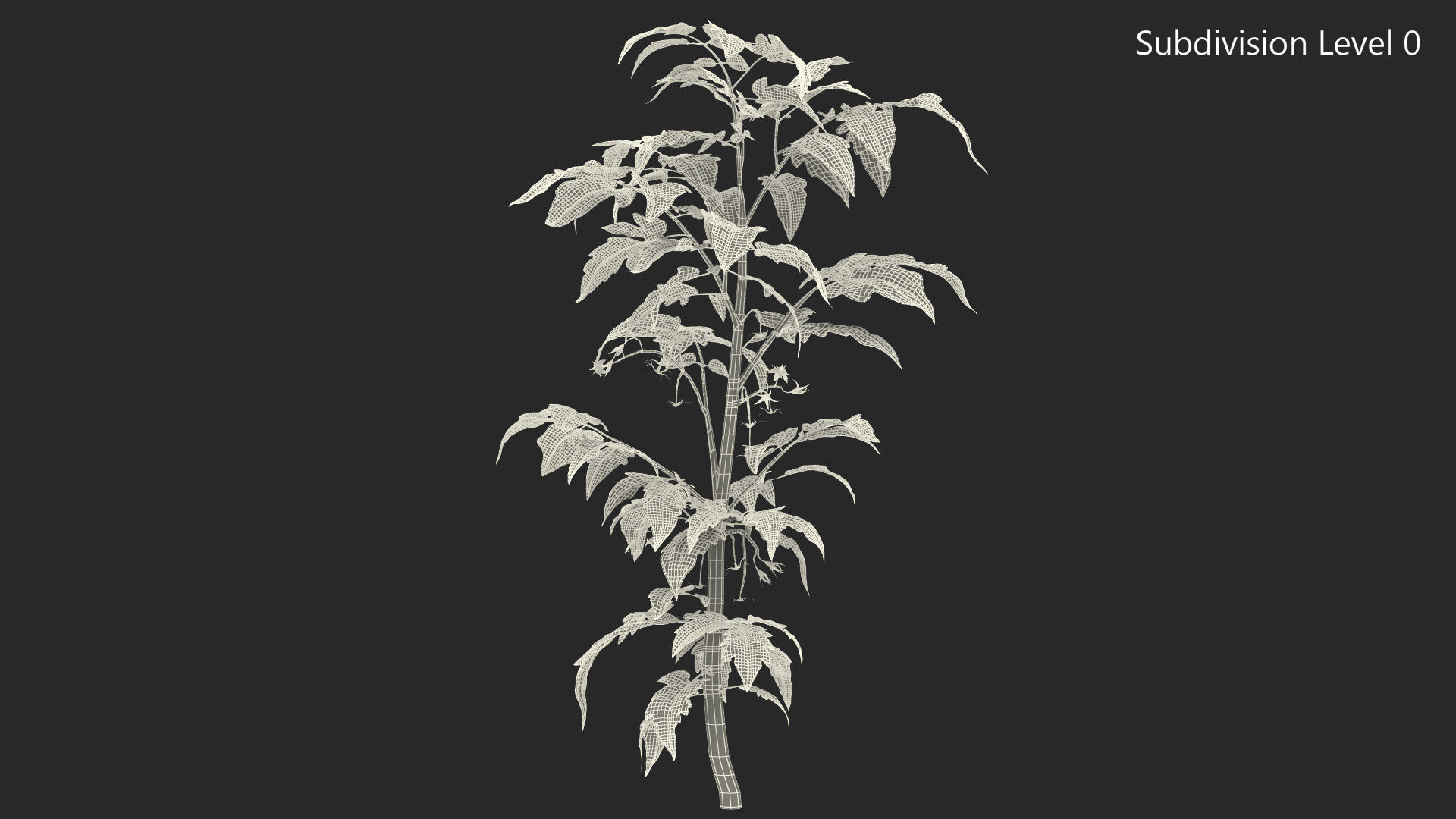 3D Young Tomato Plant model