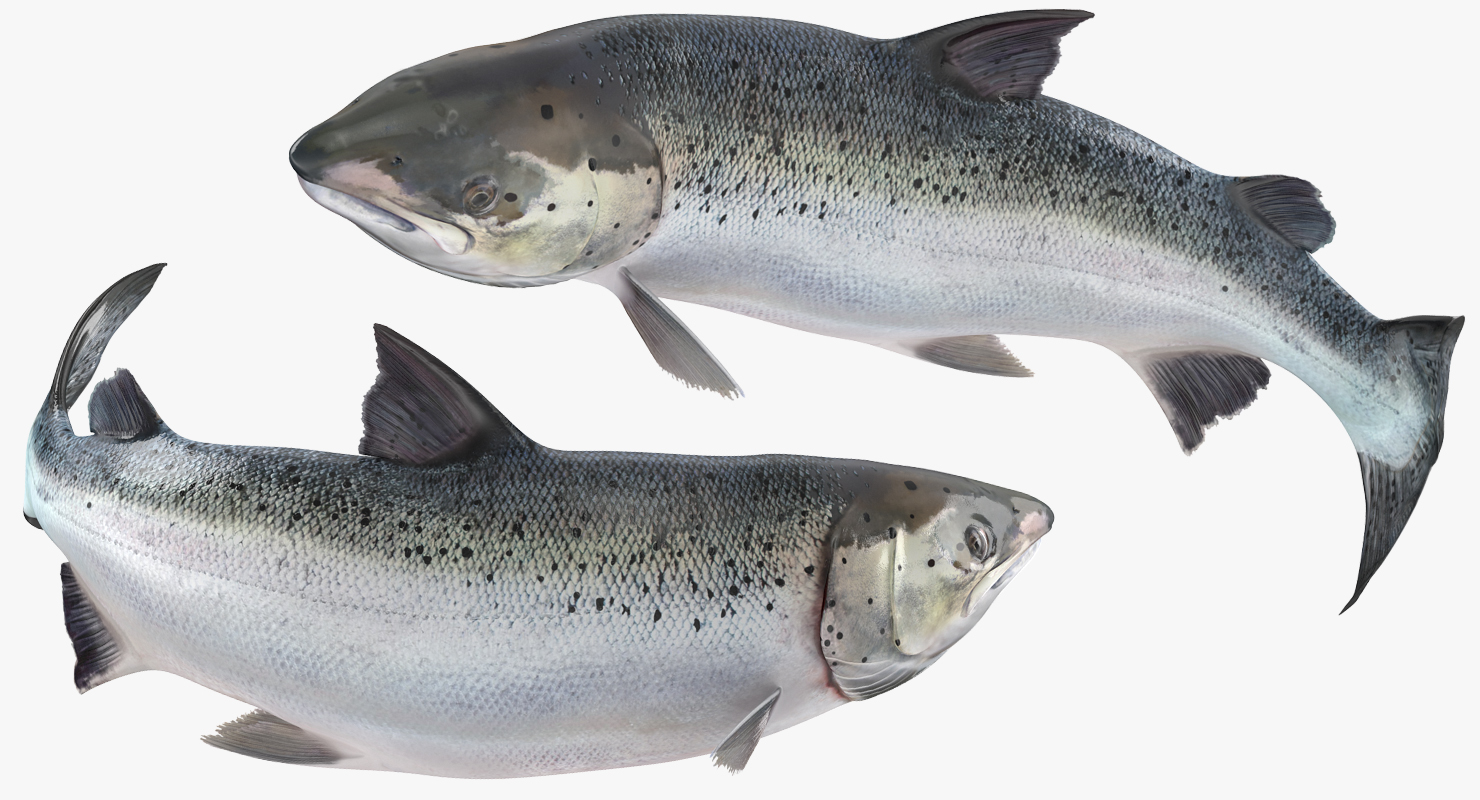 Atlantic Salmon Fish Swimming Pose 3D model
