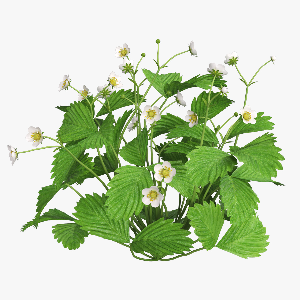 Strawberry Plant with Blossoming Flowers
