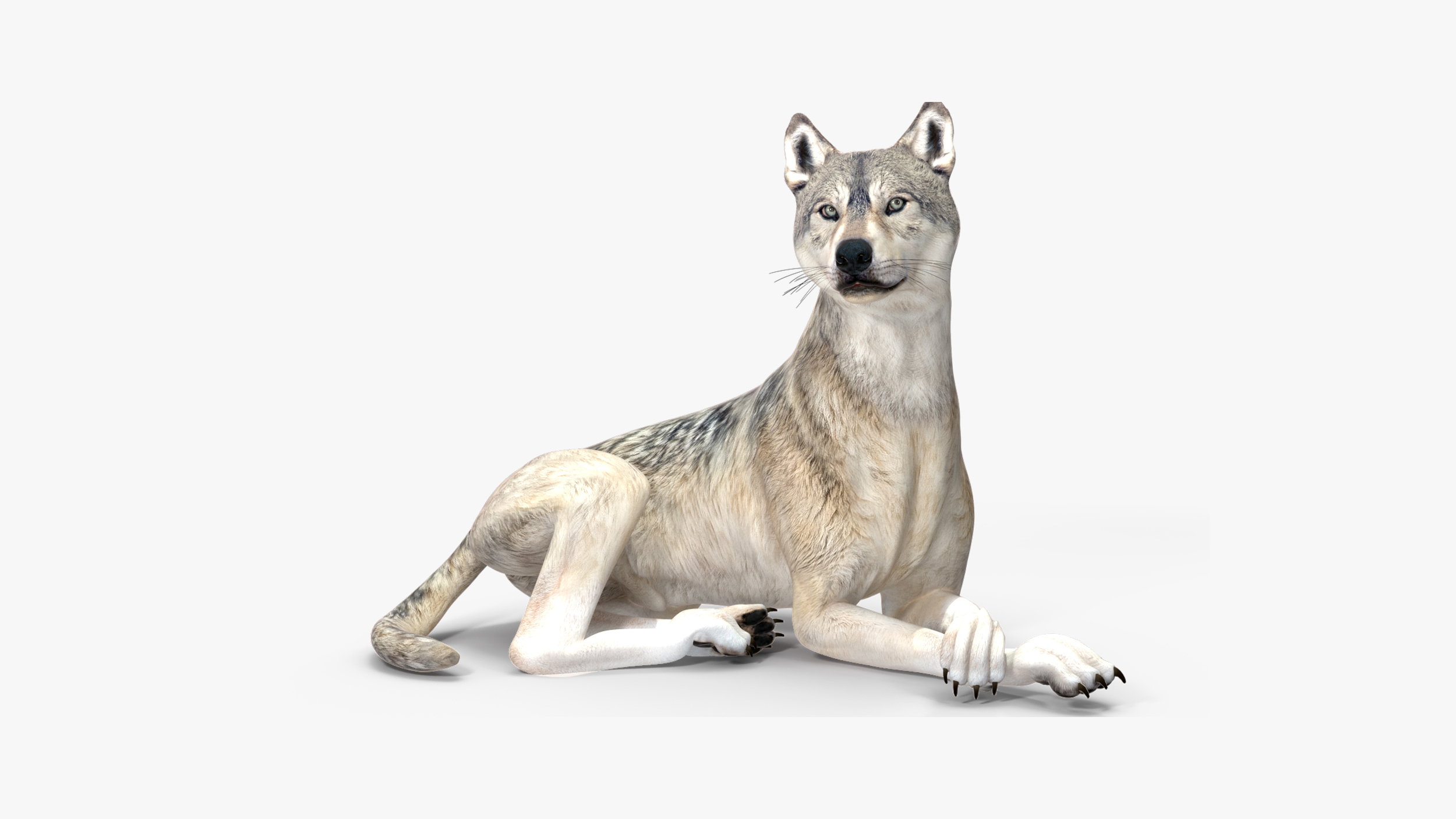 3D model Wolf Rigged for Cinema 4D
