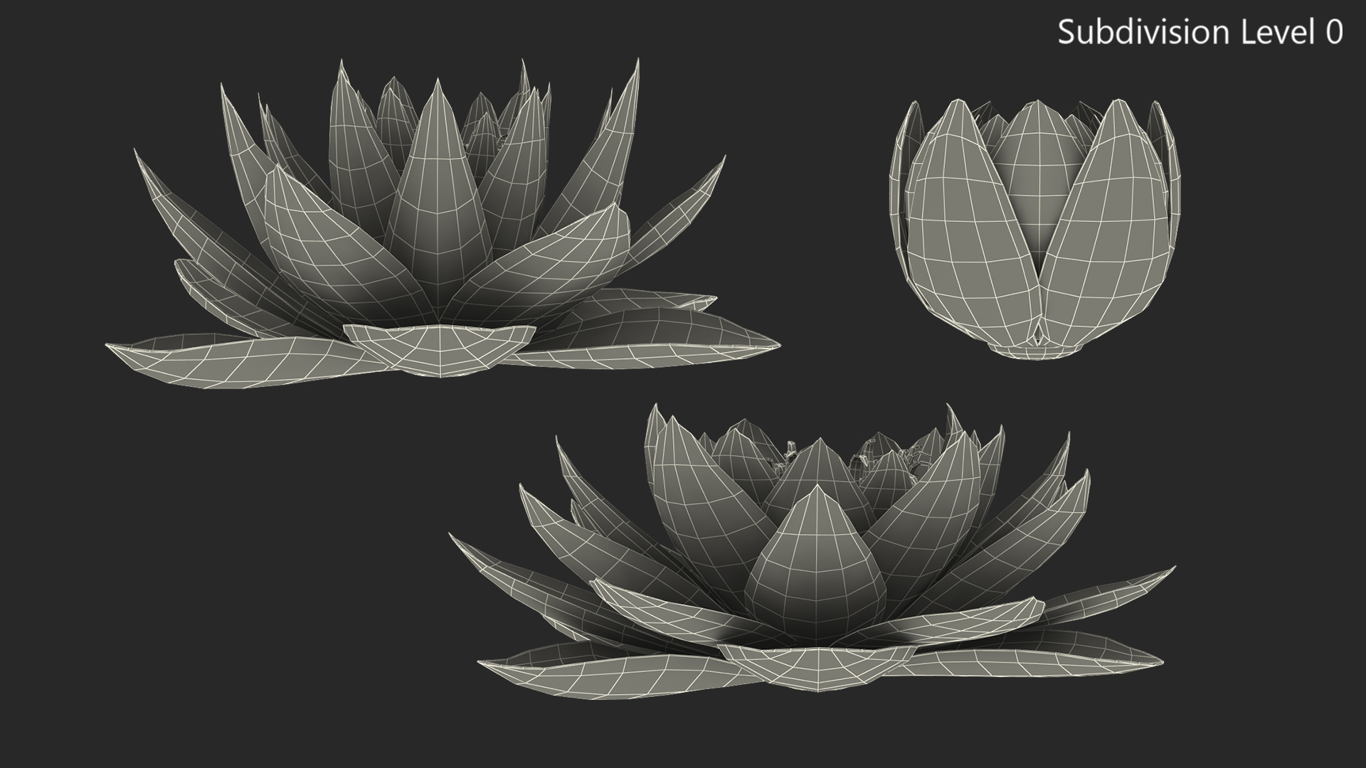 3D Nymphaea Colorado Pink Lily Set