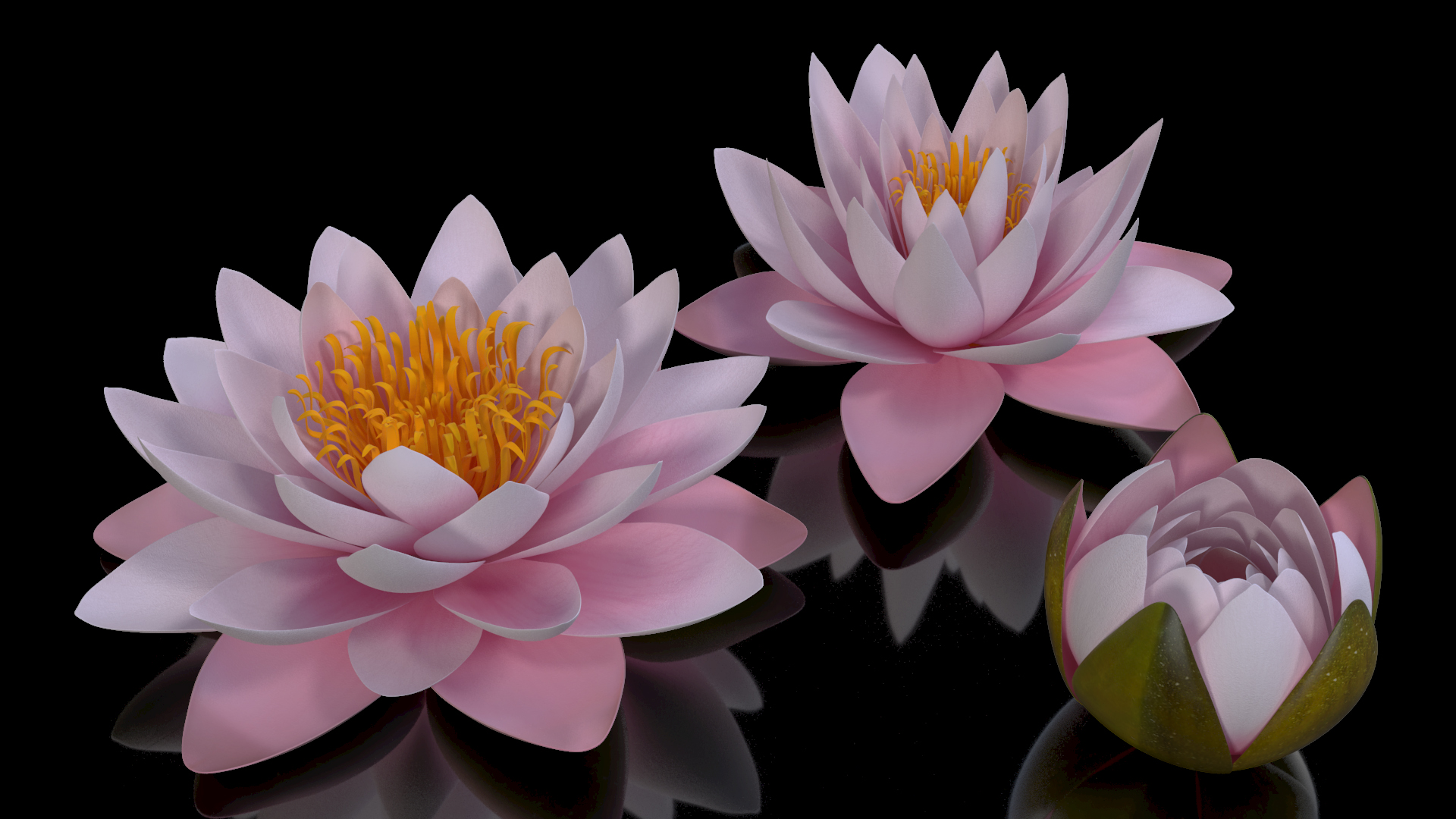 3D Nymphaea Colorado Pink Lily Set