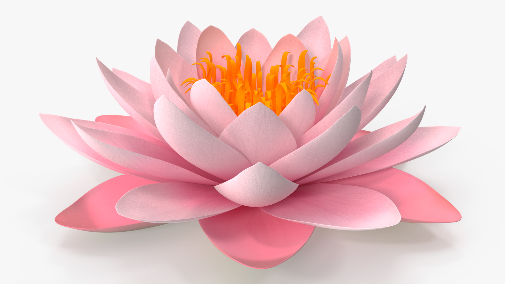3D Nymphaea Colorado Pink Lily Set
