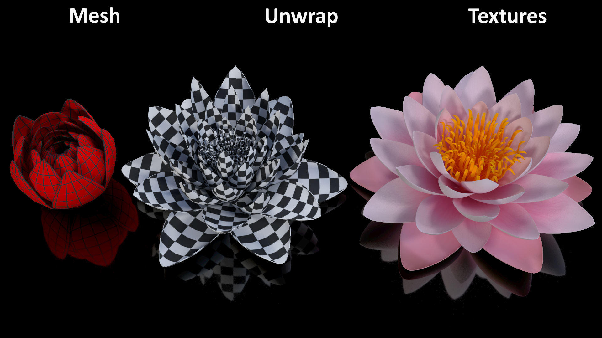 3D Nymphaea Colorado Pink Lily Set