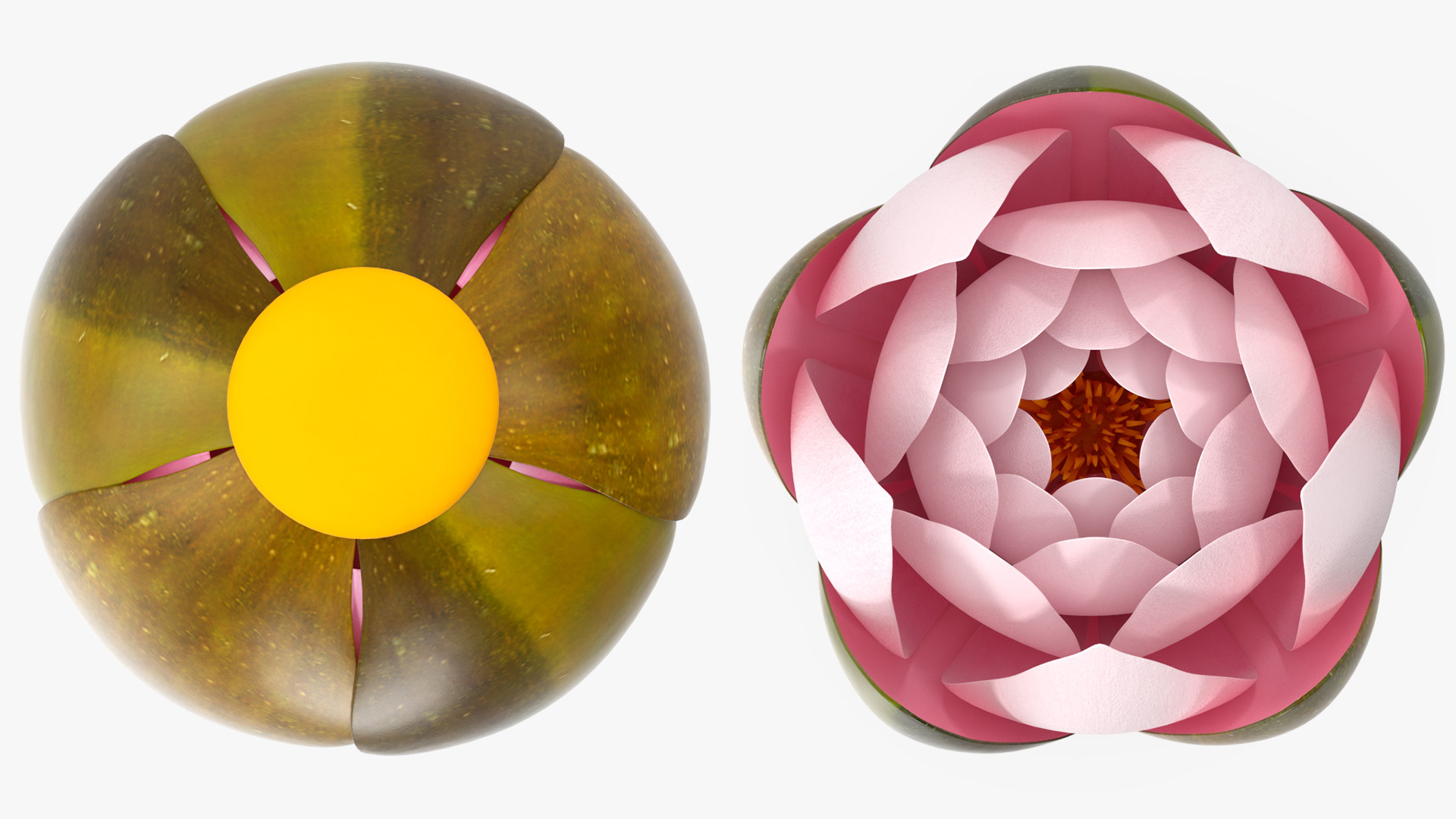 3D Nymphaea Colorado Pink Lily Set