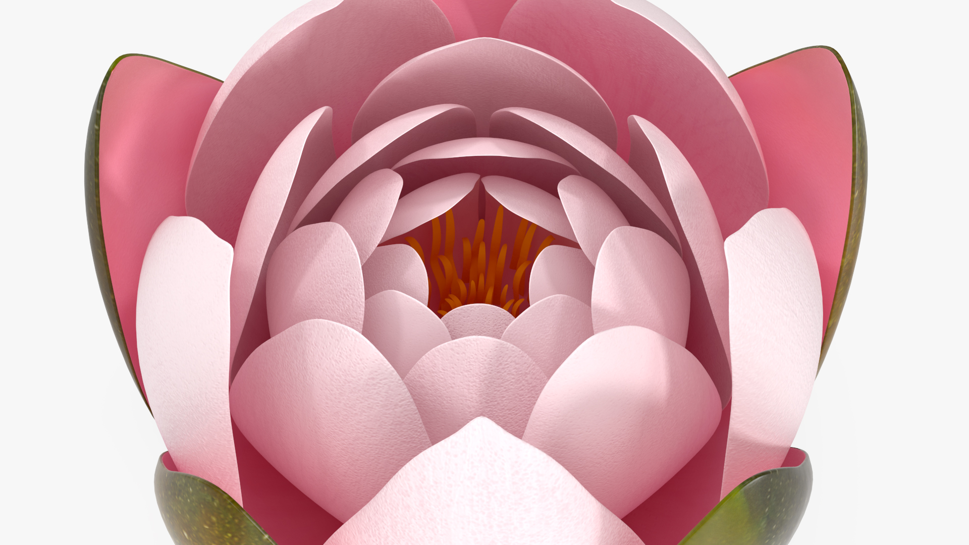 3D Nymphaea Colorado Pink Lily Set