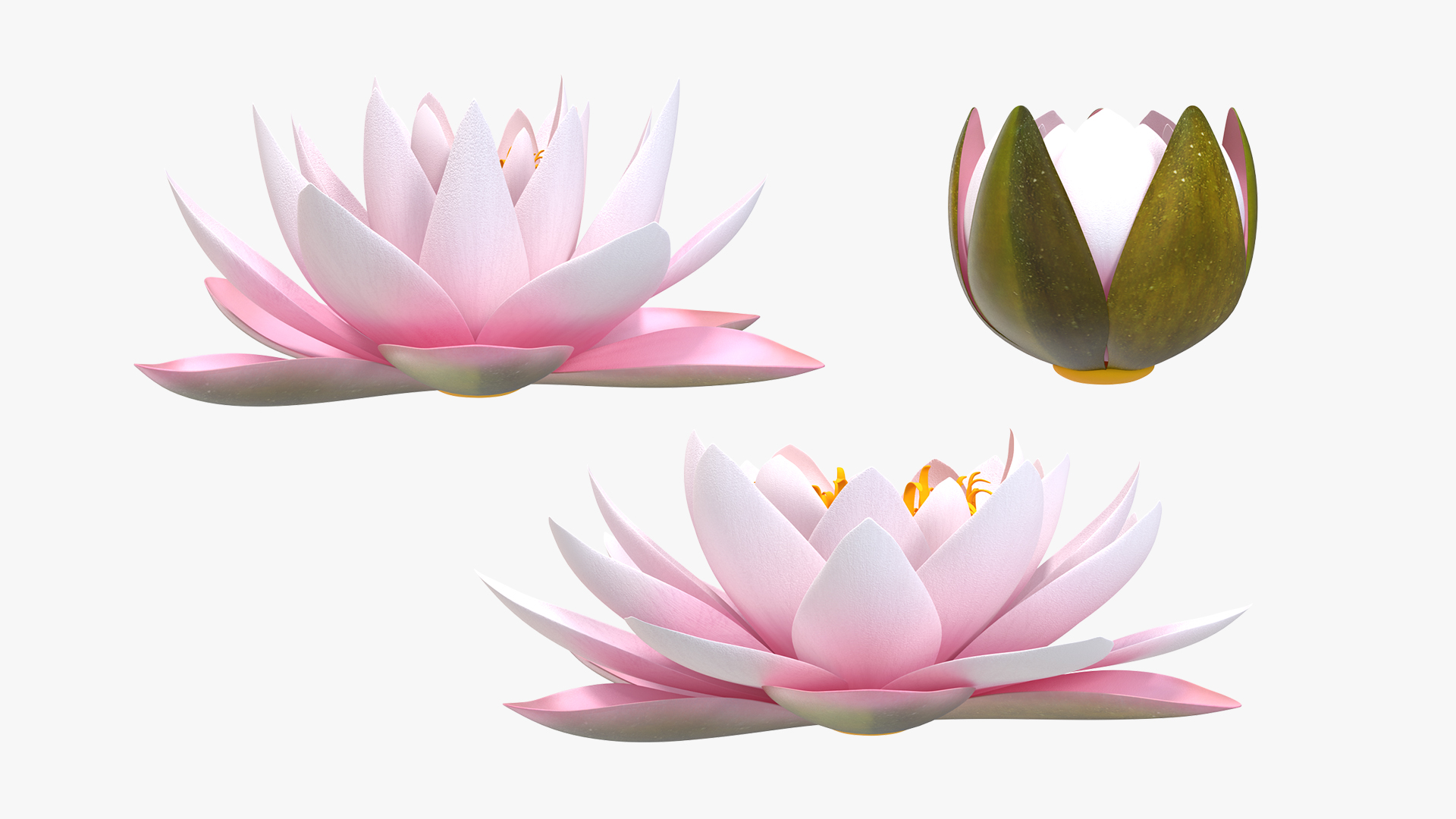 3D Nymphaea Colorado Pink Lily Set