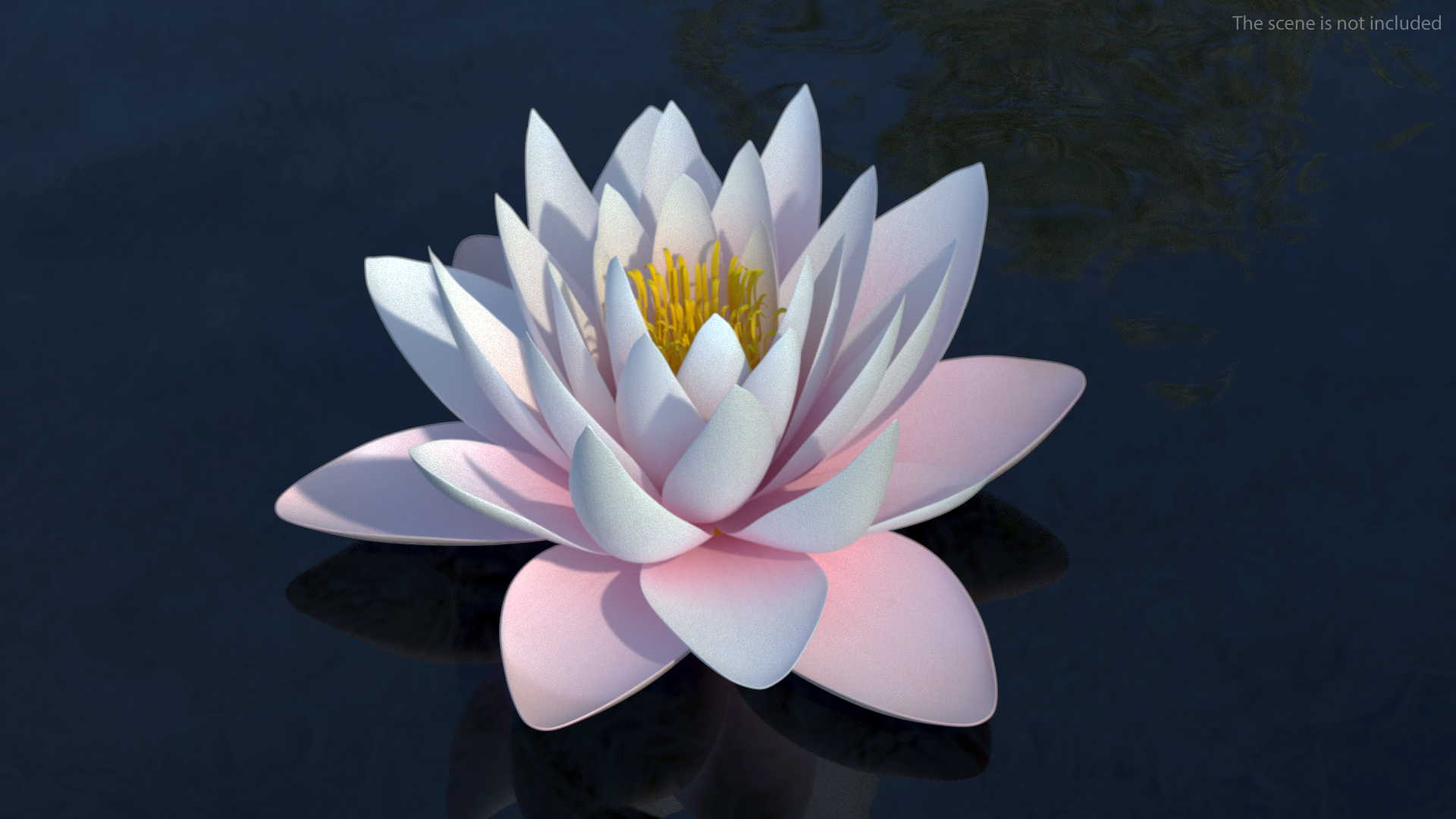 3D Nymphaea Colorado Pink Lily Set