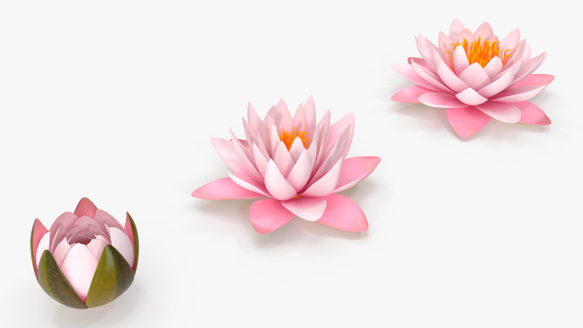 3D Nymphaea Colorado Pink Lily Set