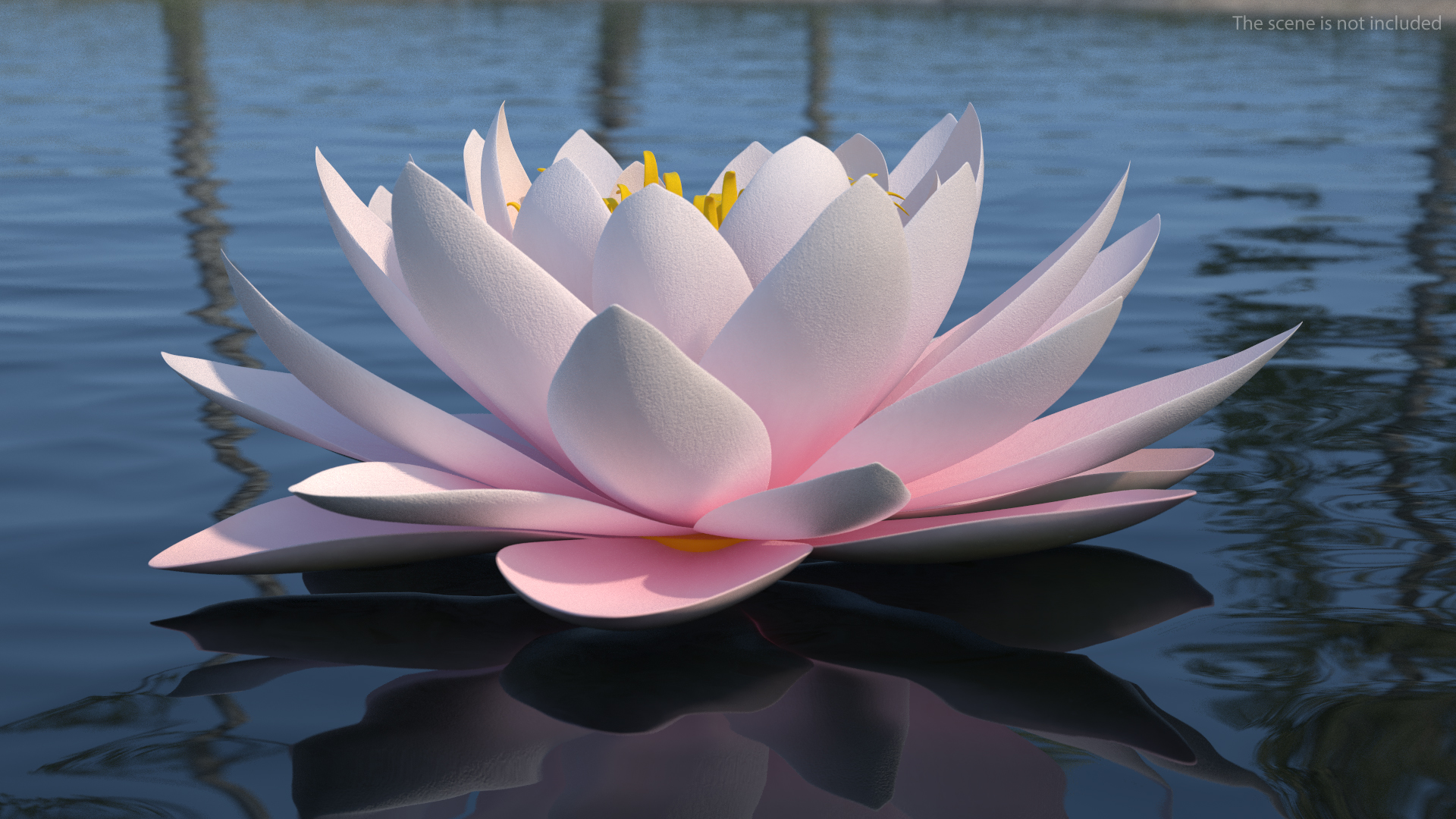 3D Nymphaea Colorado Pink Lily Set