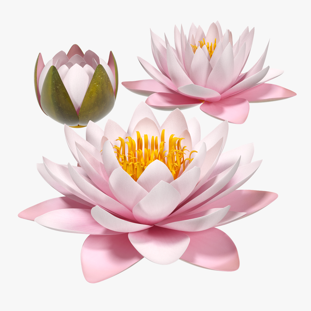 3D Nymphaea Colorado Pink Lily Set