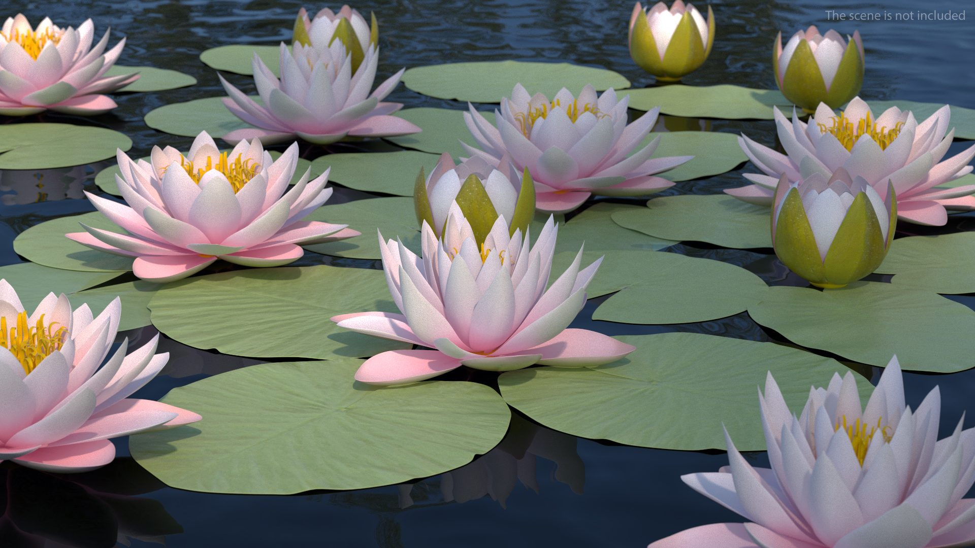 3D Nymphaea Colorado Pink Lily Set