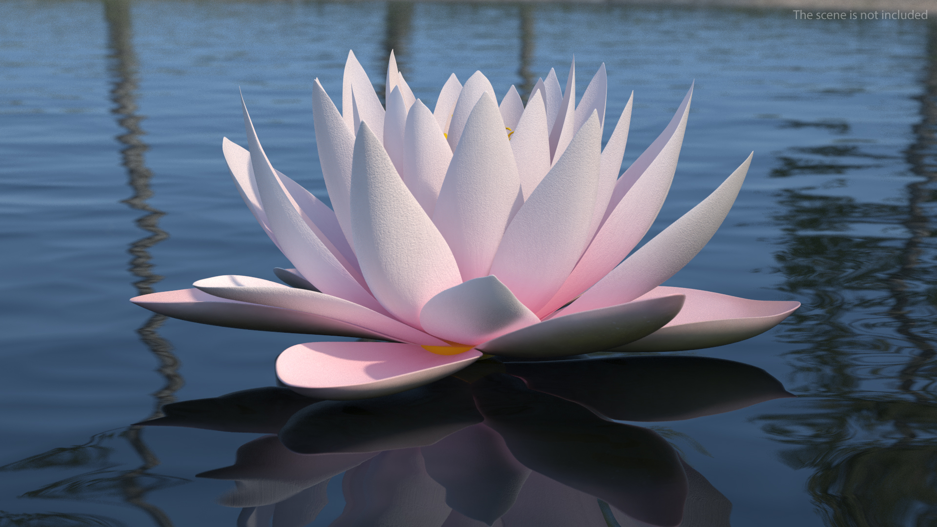 3D Nymphaea Colorado Pink Lily Set