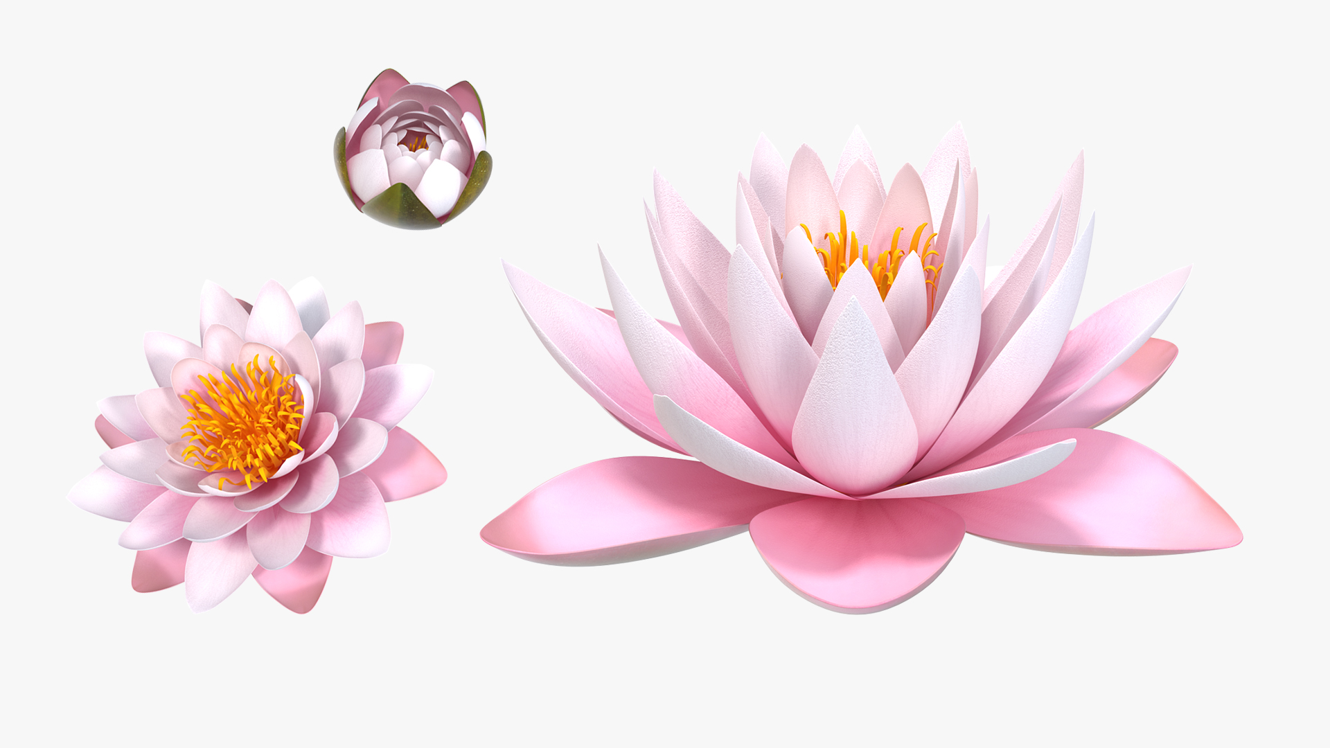 3D Nymphaea Colorado Pink Lily Set