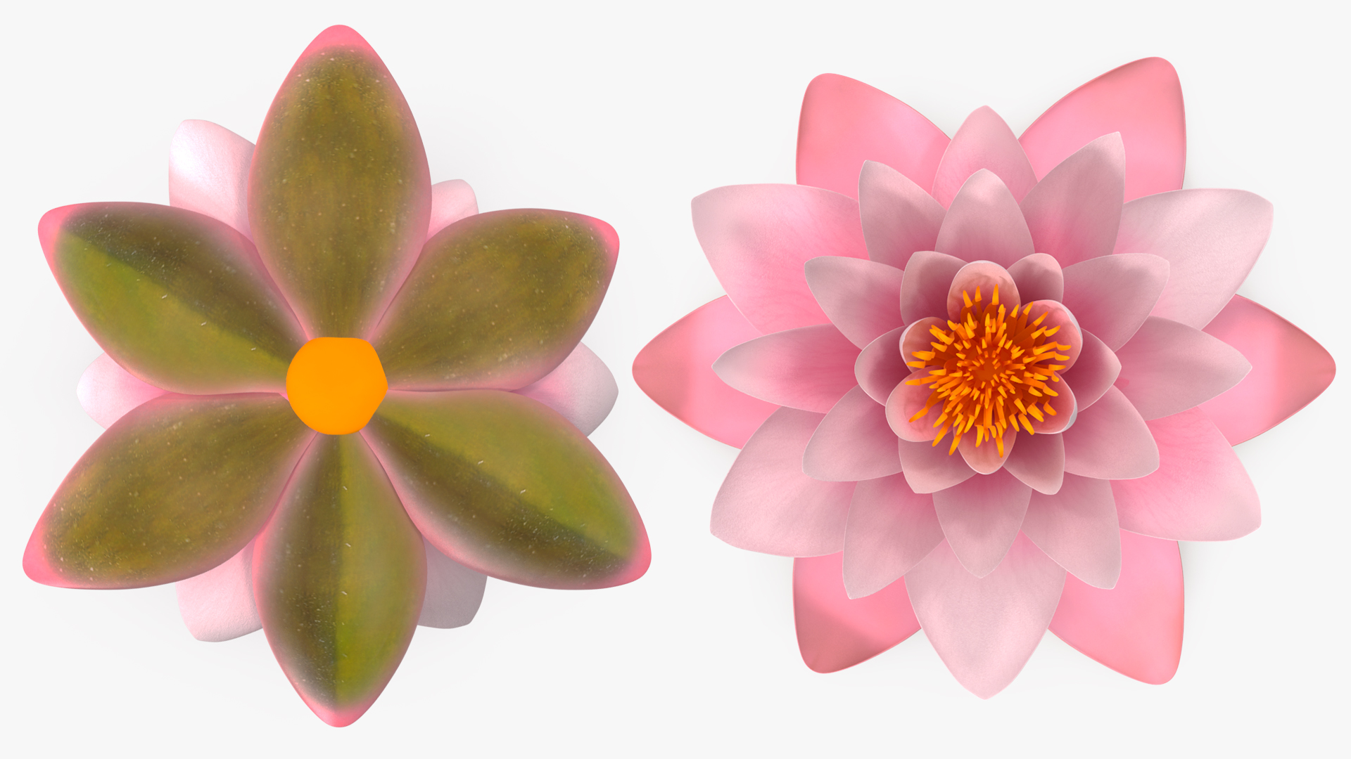 3D Nymphaea Colorado Pink Lily Set