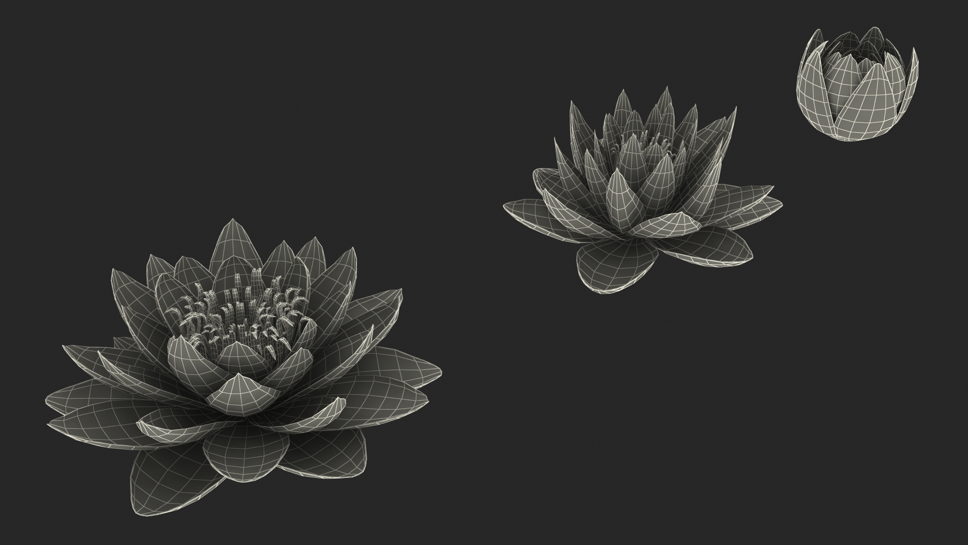 3D Nymphaea Colorado Pink Lily Set