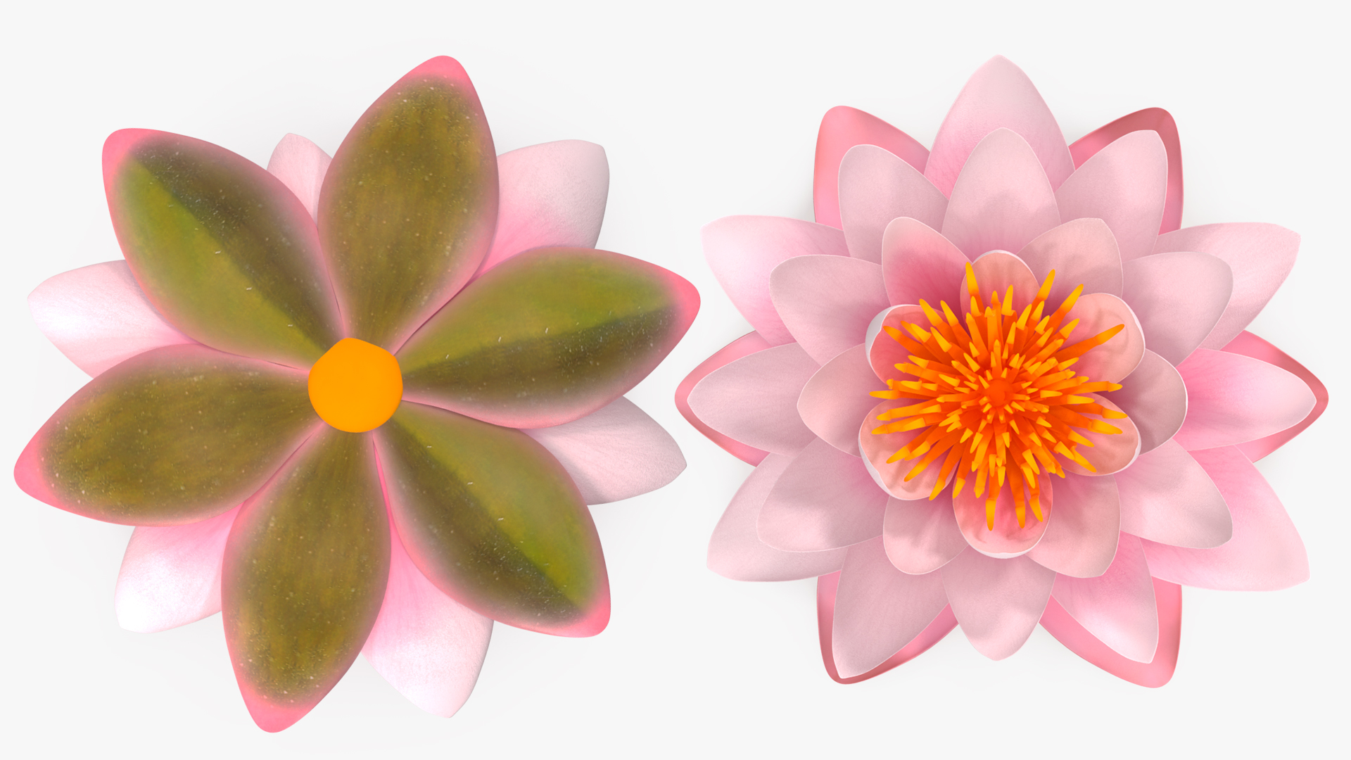 3D Nymphaea Colorado Pink Lily Set