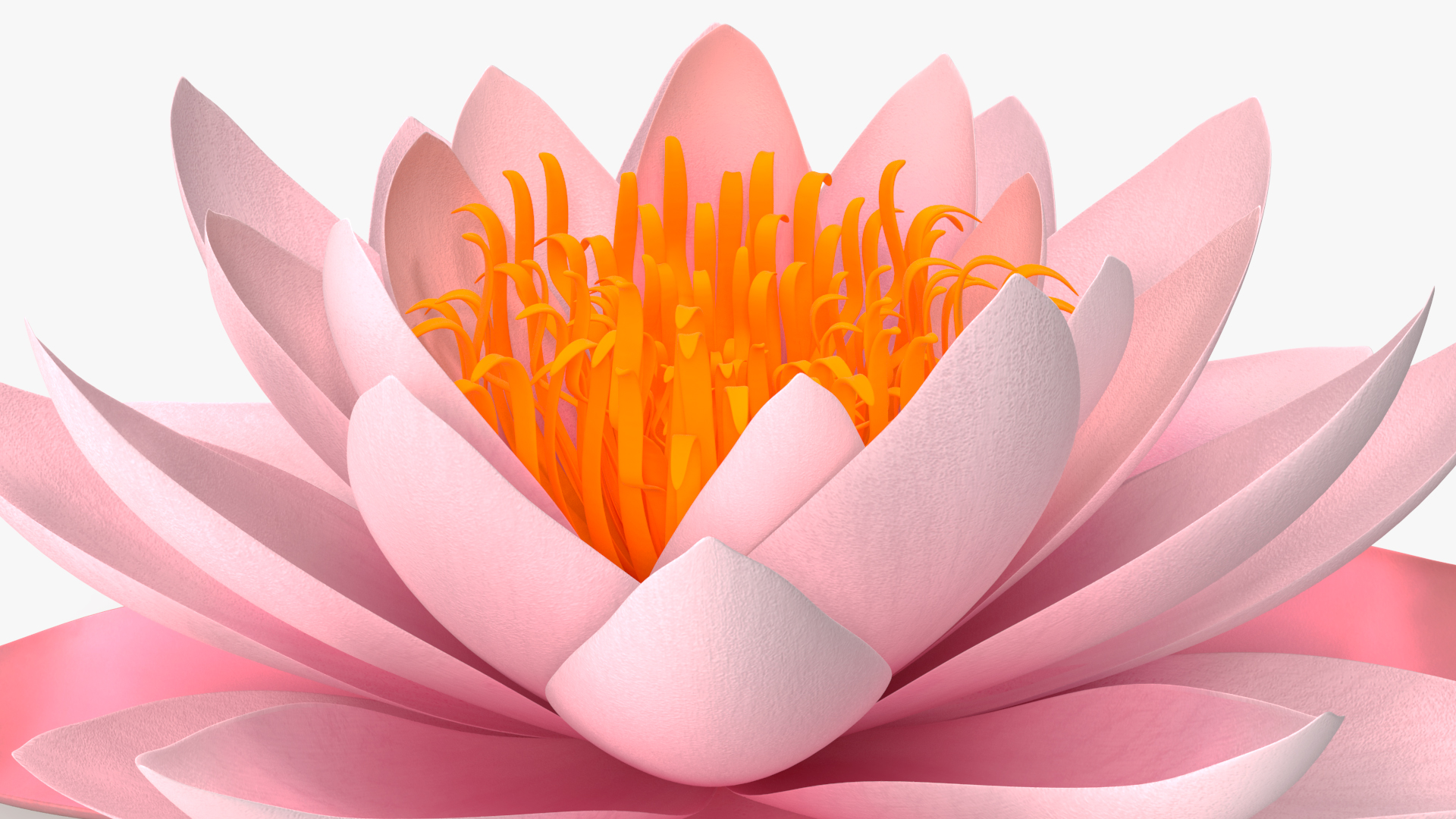 3D Nymphaea Colorado Pink Lily Set