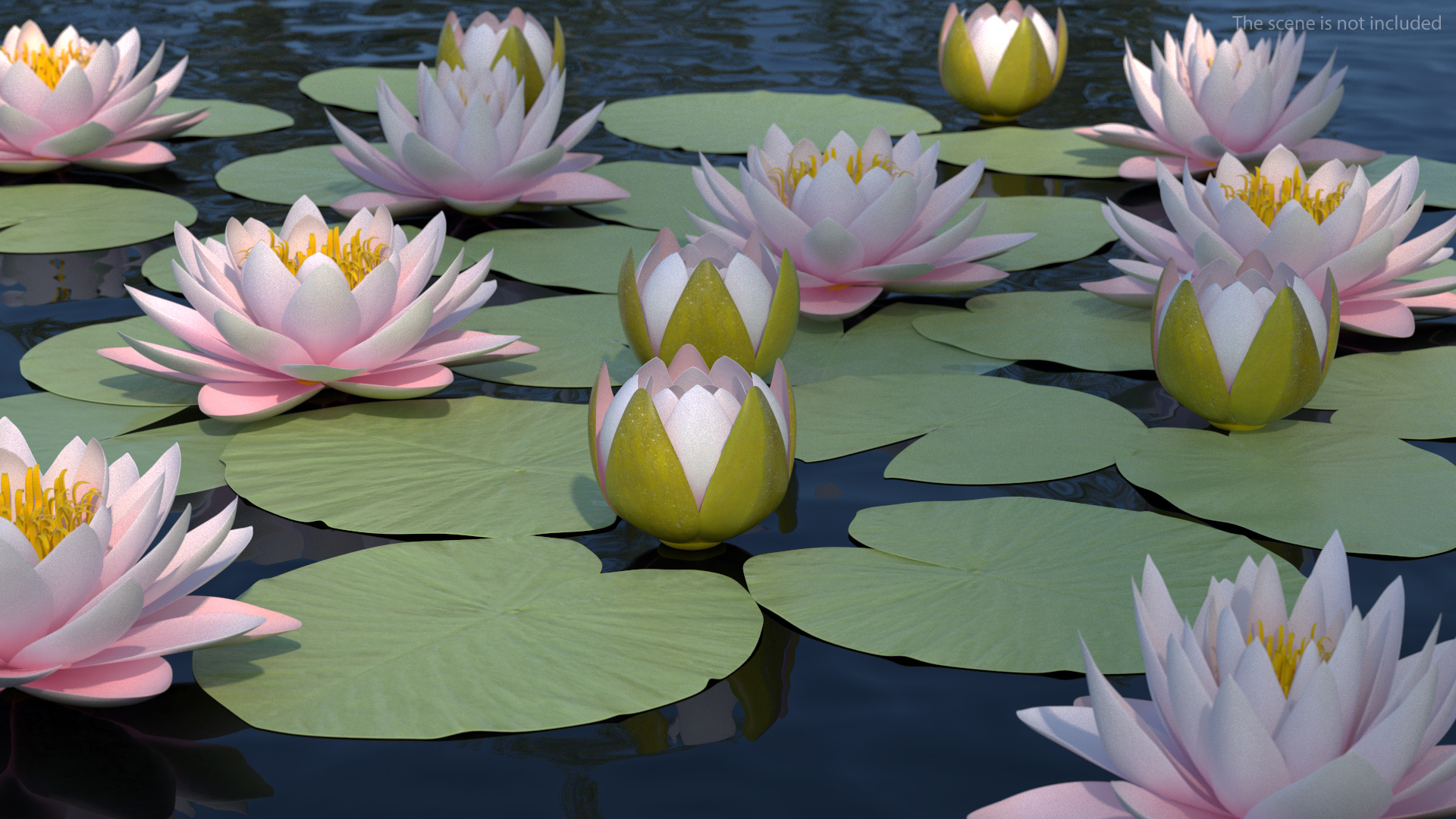 3D Nymphaea Colorado Pink Lily Set