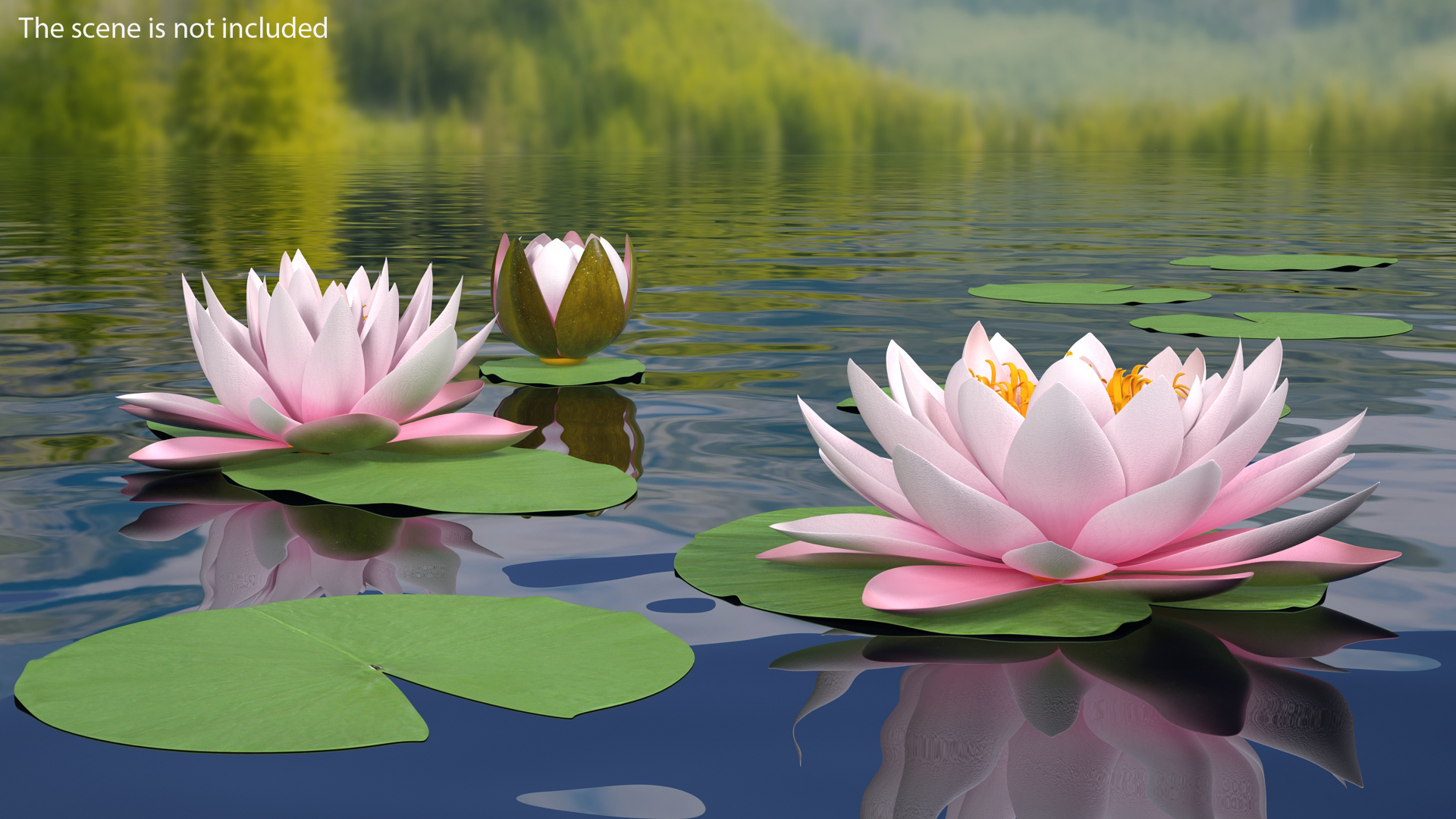 3D Nymphaea Colorado Pink Lily Set