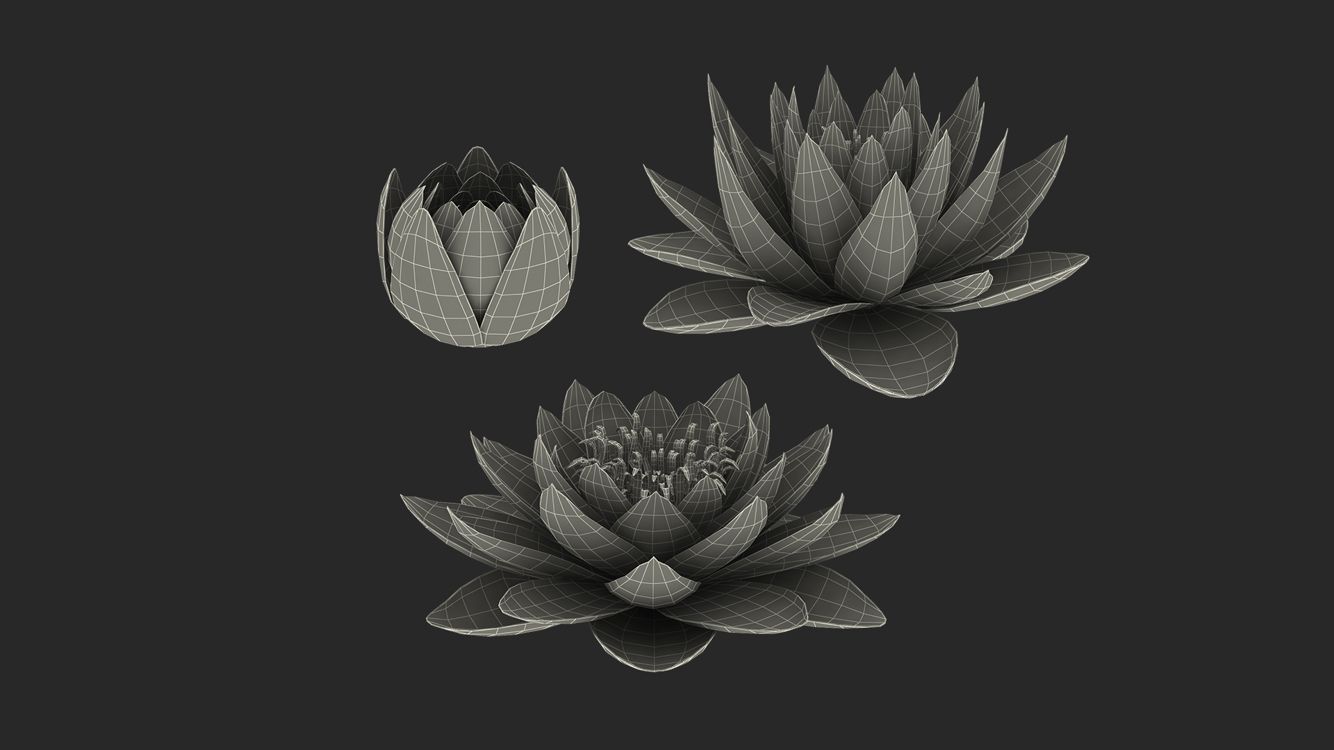 3D Nymphaea Colorado Pink Lily Set