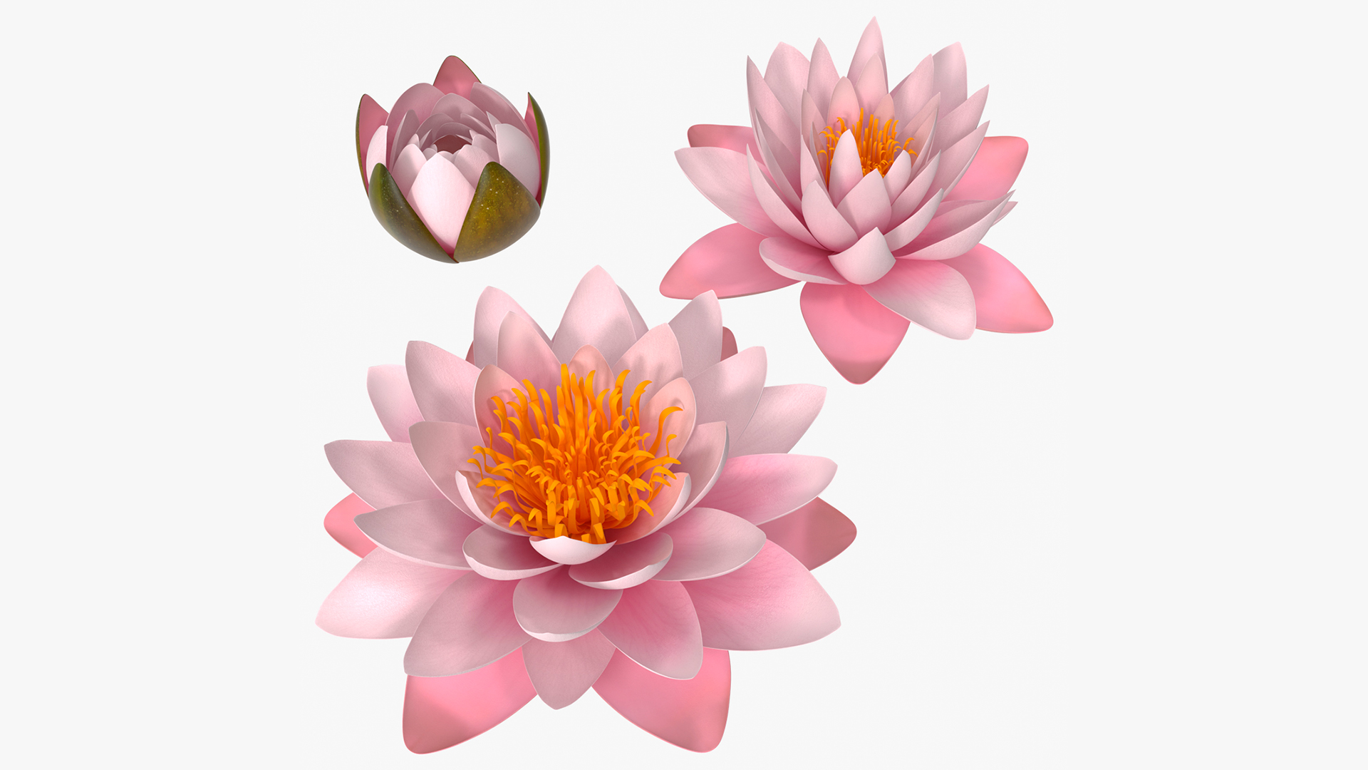 3D Nymphaea Colorado Pink Lily Set