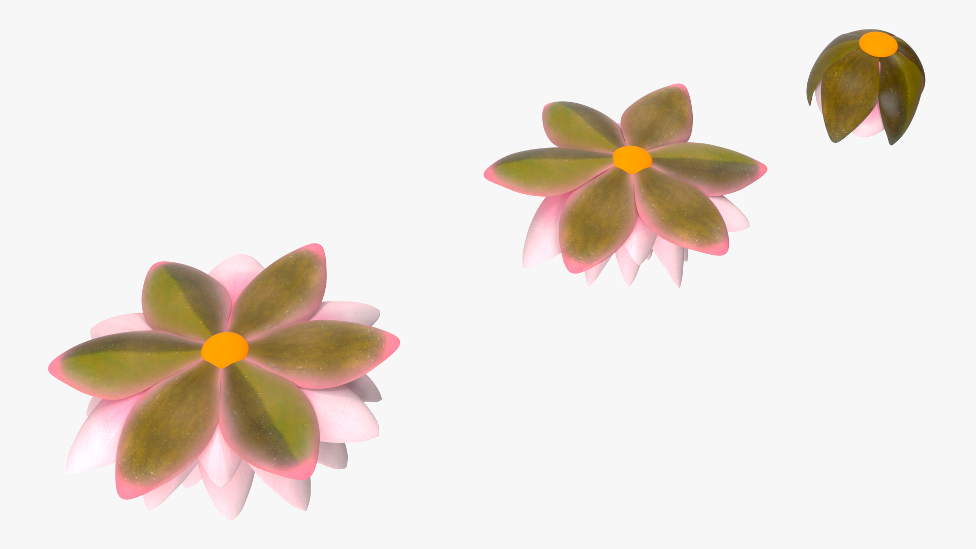 3D Nymphaea Colorado Pink Lily Set