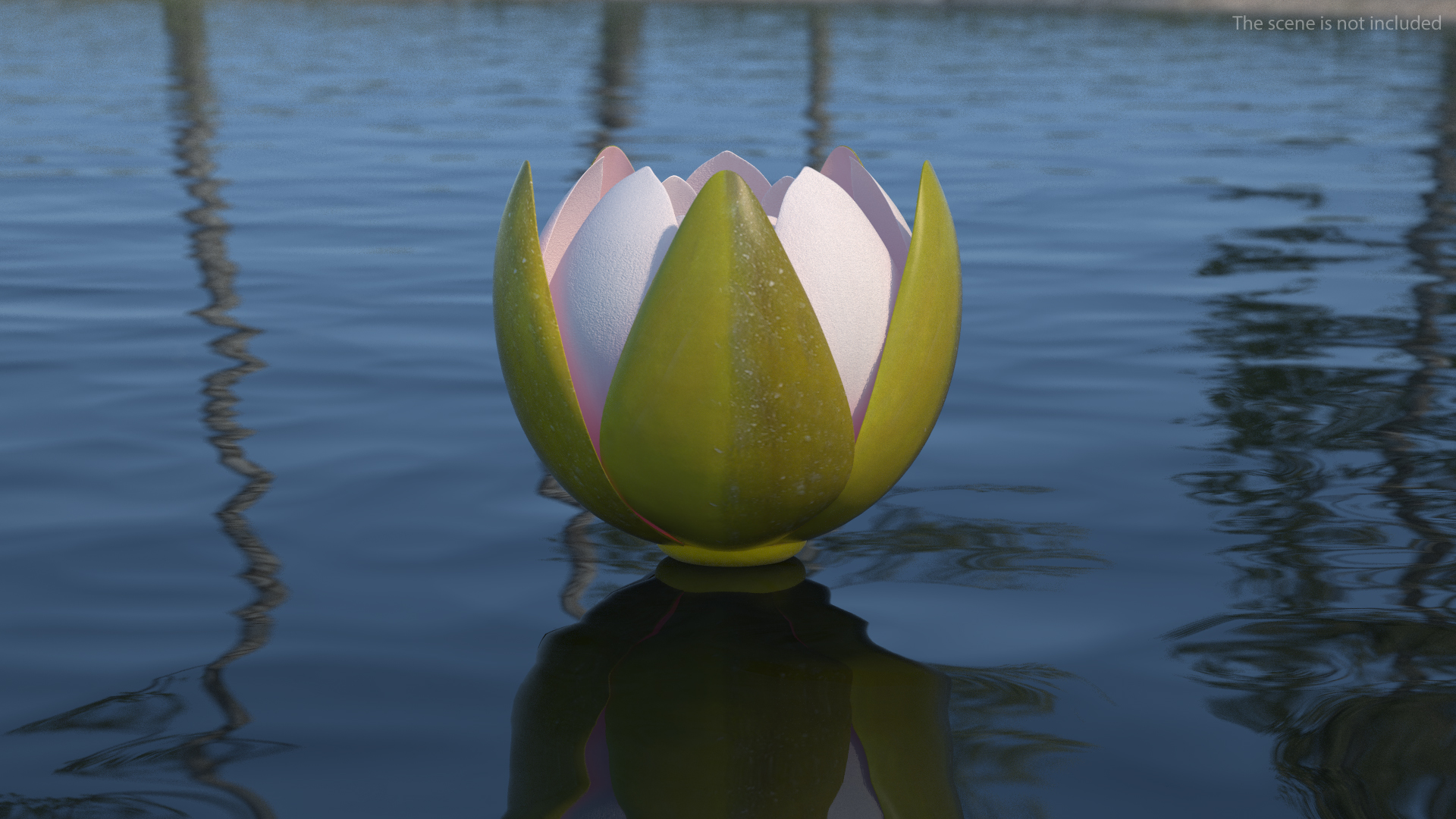 3D Nymphaea Colorado Pink Lily Set