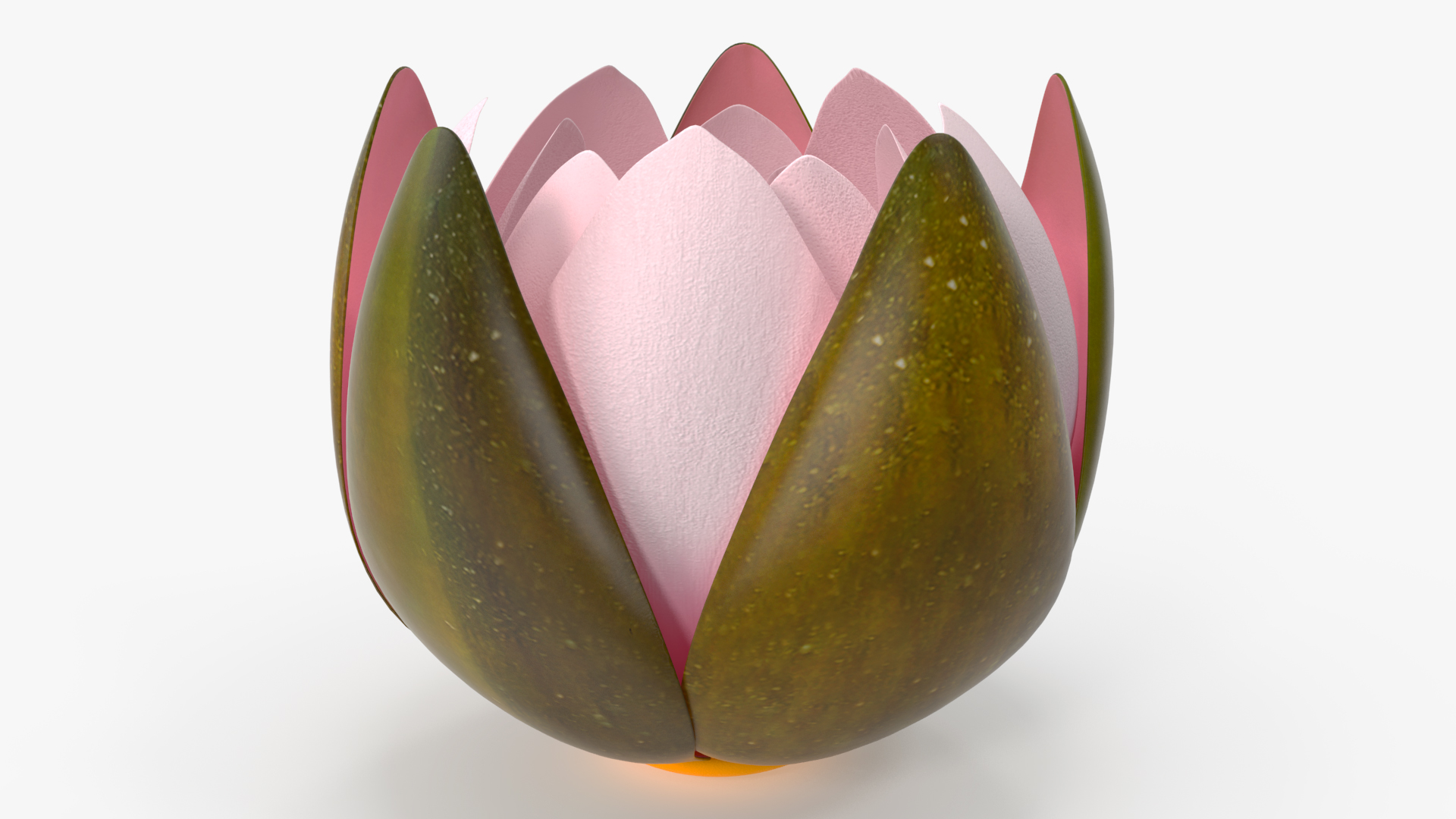 3D Nymphaea Colorado Pink Lily Set