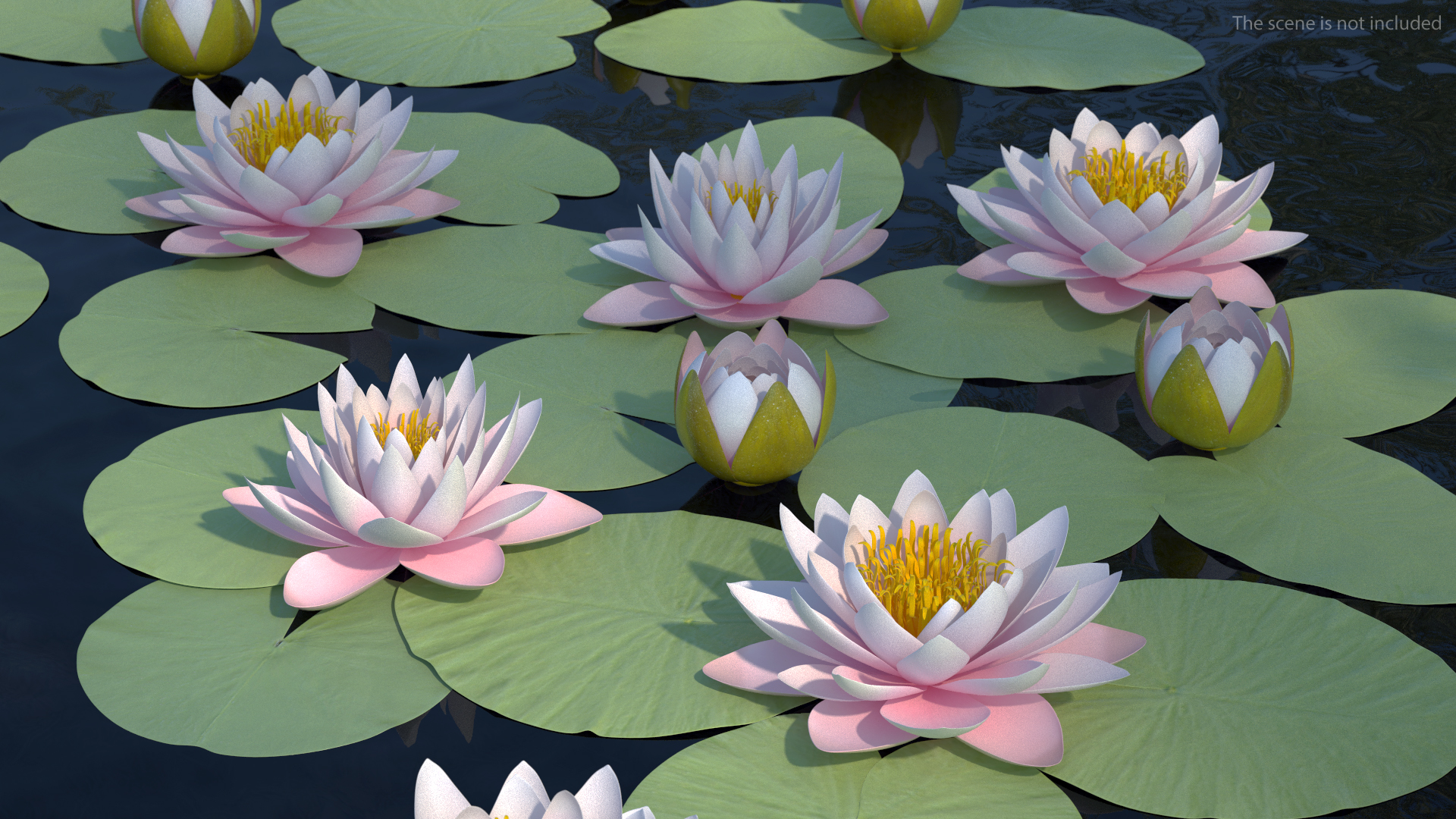 3D Nymphaea Colorado Pink Lily Set