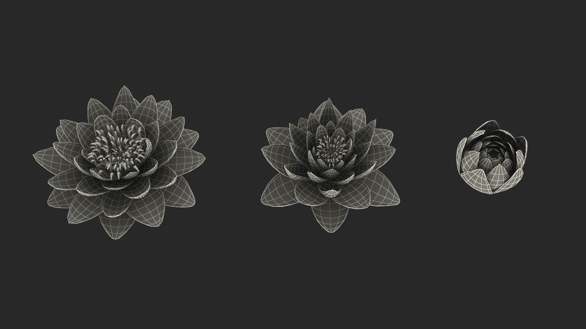 3D Nymphaea Colorado Pink Lily Set
