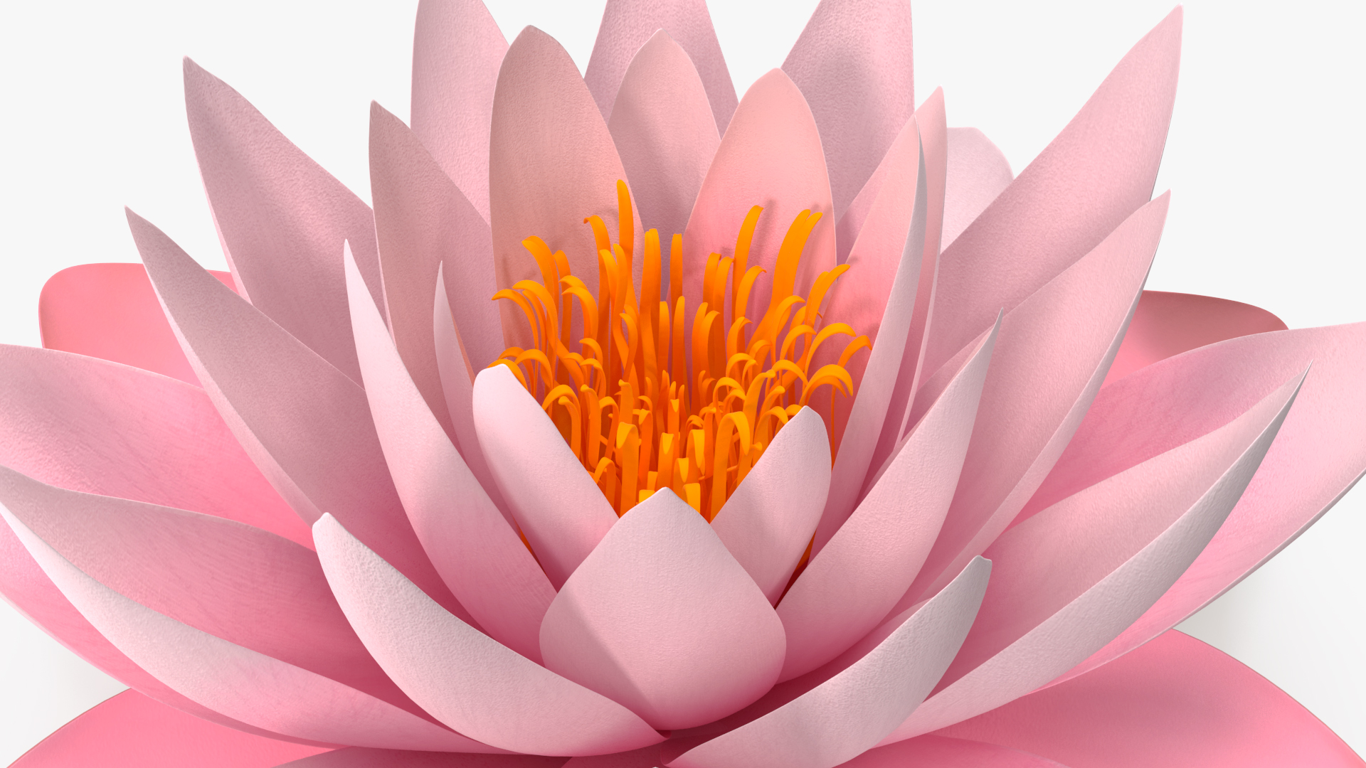 3D Nymphaea Colorado Pink Lily Set