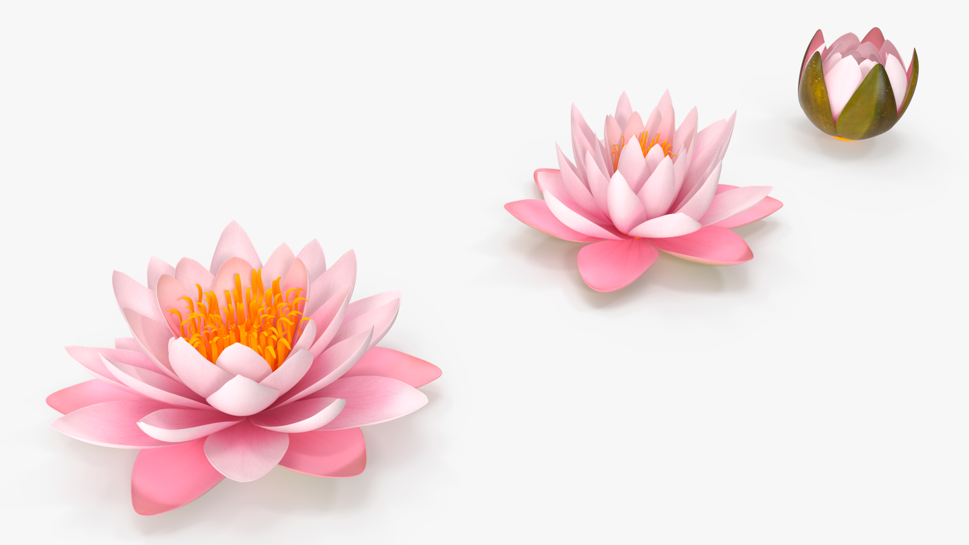 3D Nymphaea Colorado Pink Lily Set