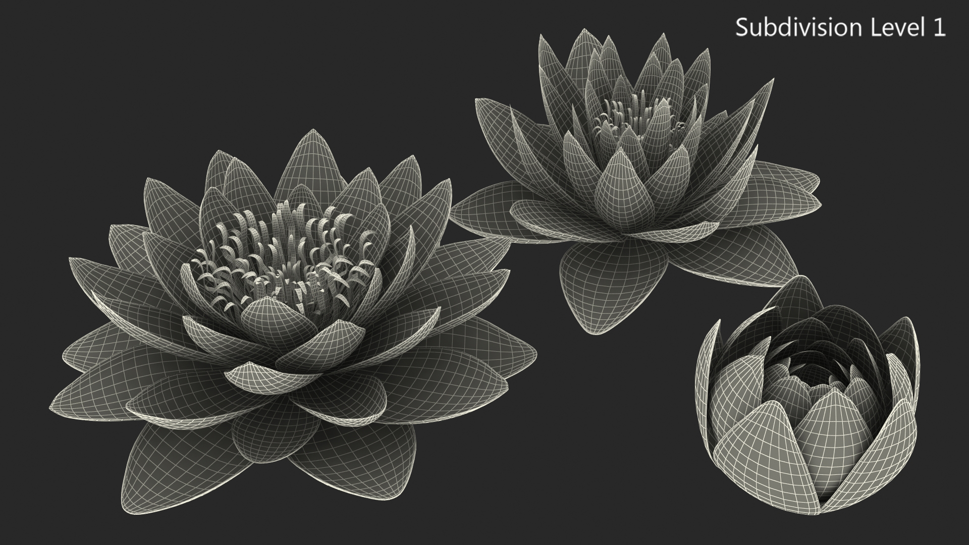 3D Nymphaea Colorado Pink Lily Set
