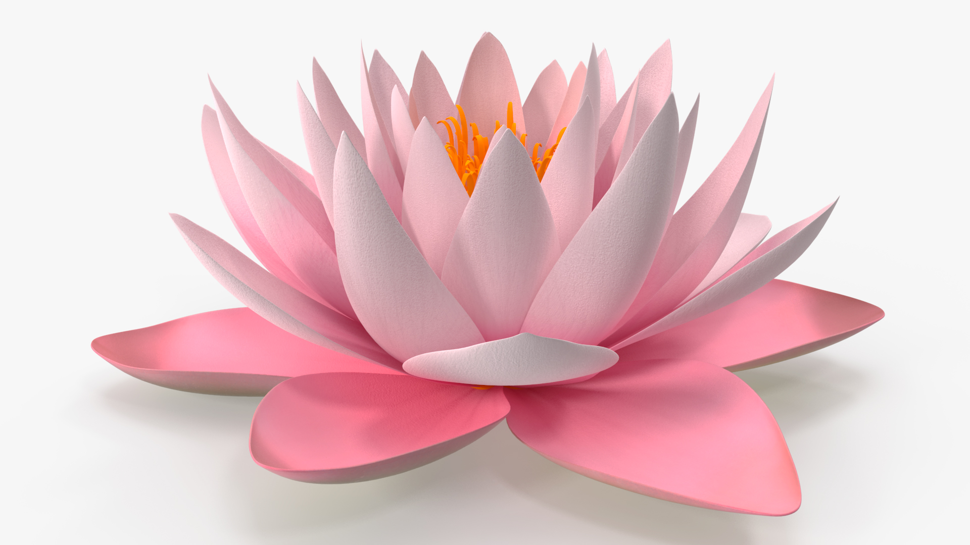 3D Nymphaea Colorado Pink Lily Set