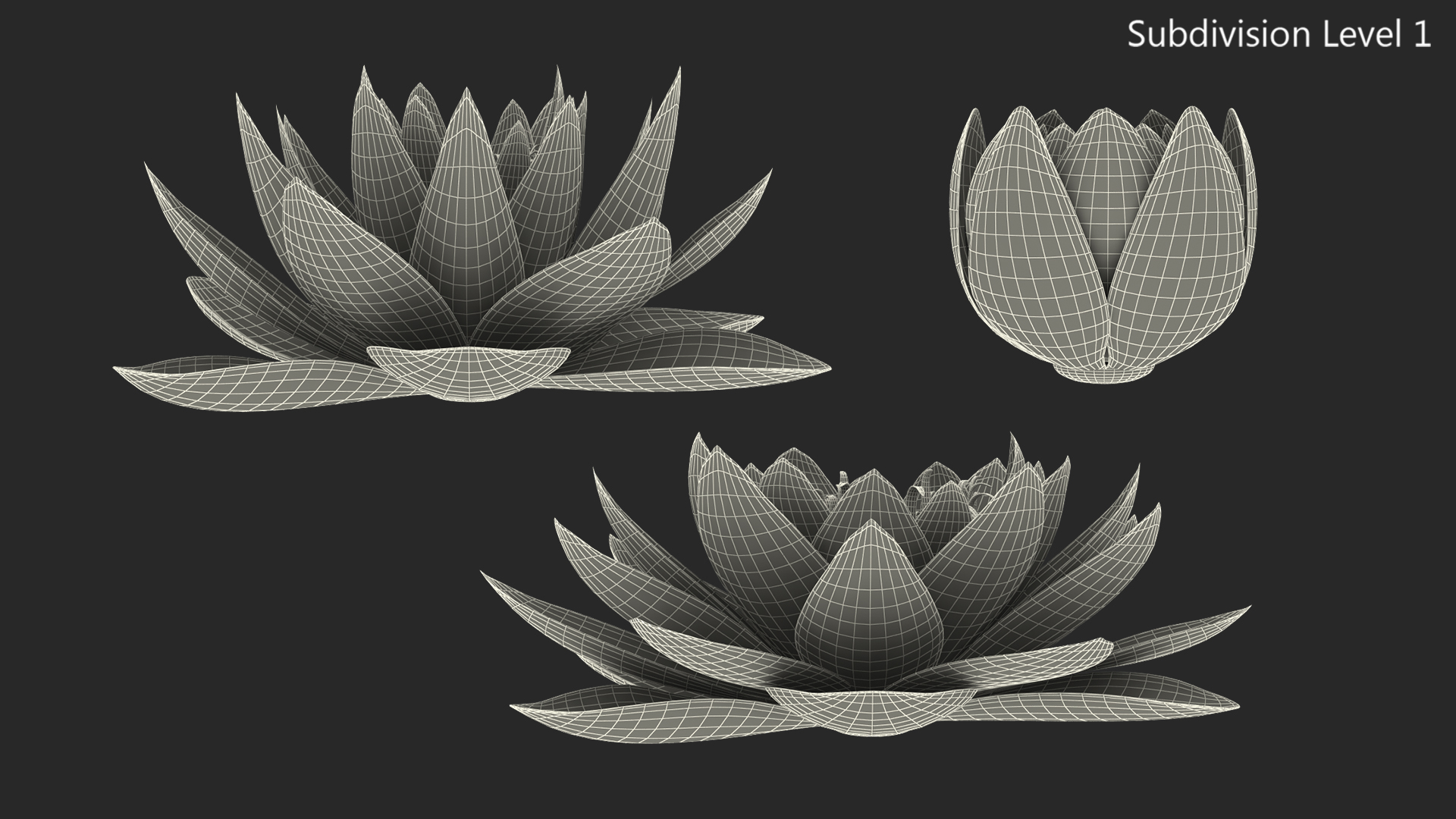 3D Nymphaea Colorado Pink Lily Set