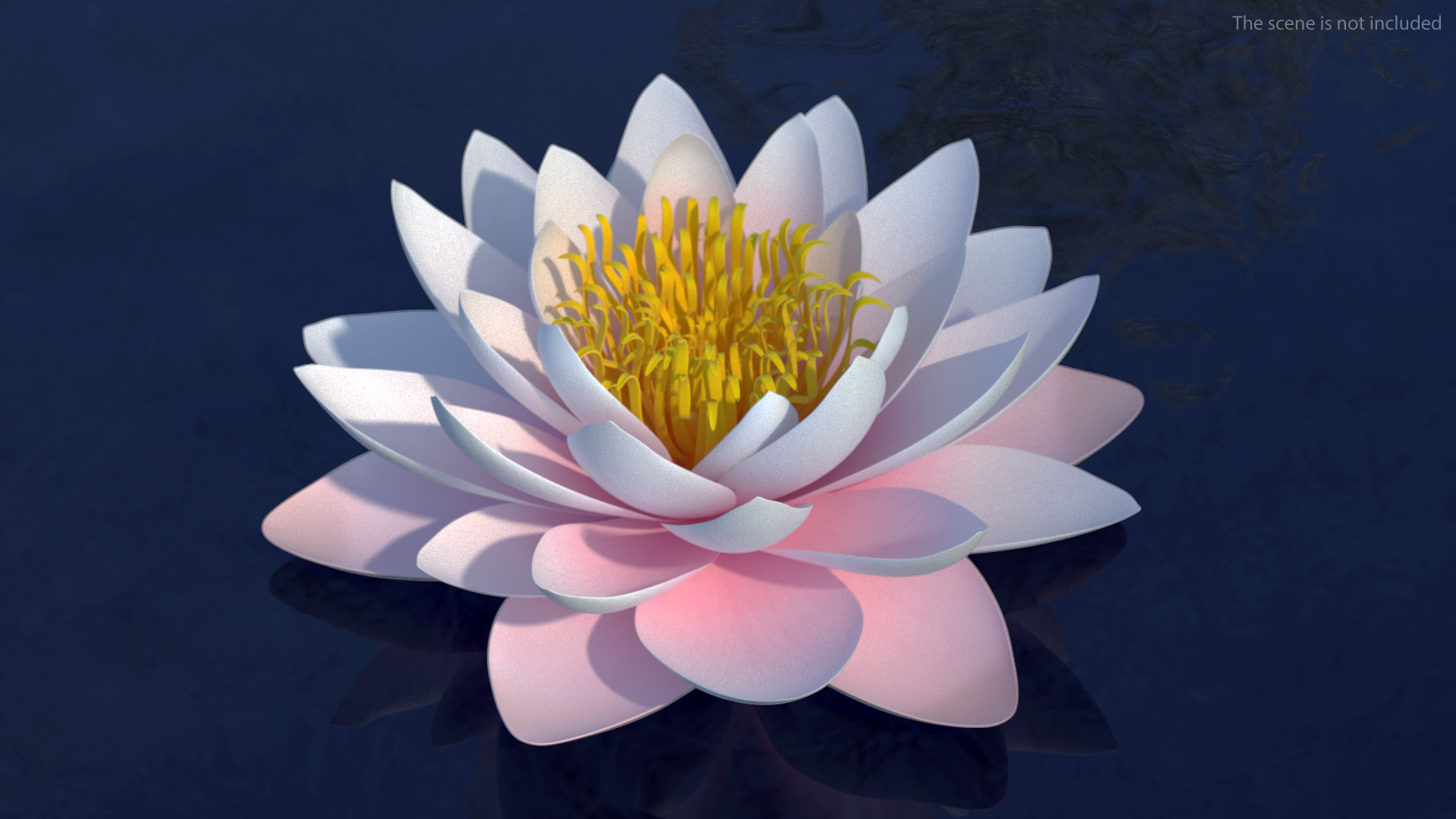 3D Nymphaea Colorado Pink Lily Set