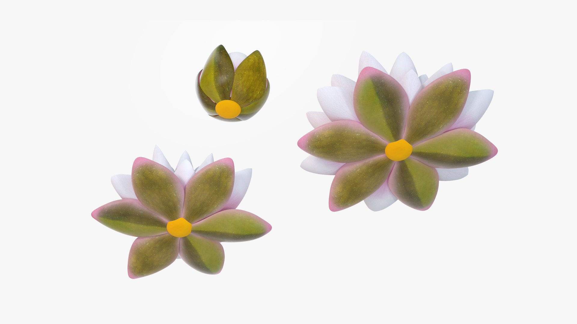 3D Nymphaea Colorado Pink Lily Set