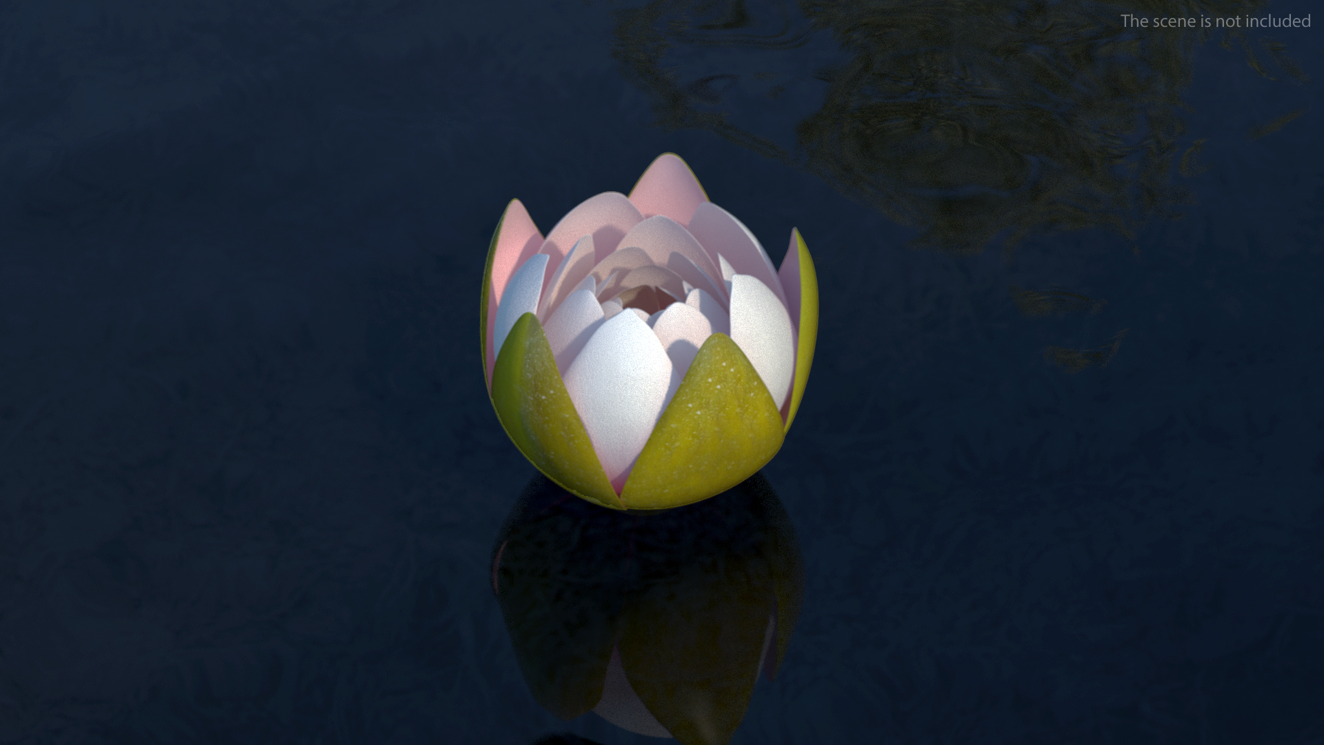 3D Nymphaea Colorado Pink Lily Set