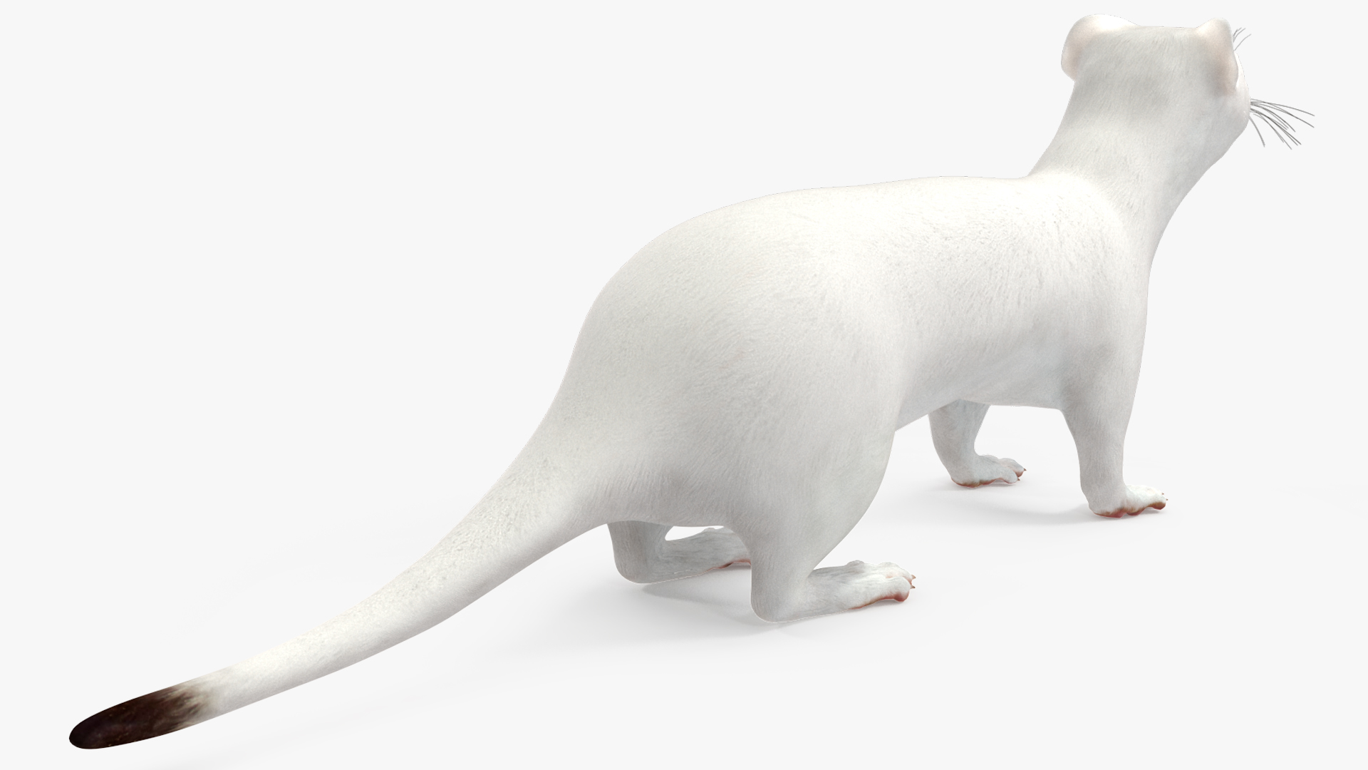 3D model Ermine Mammal White Rigged for Cinema 4D