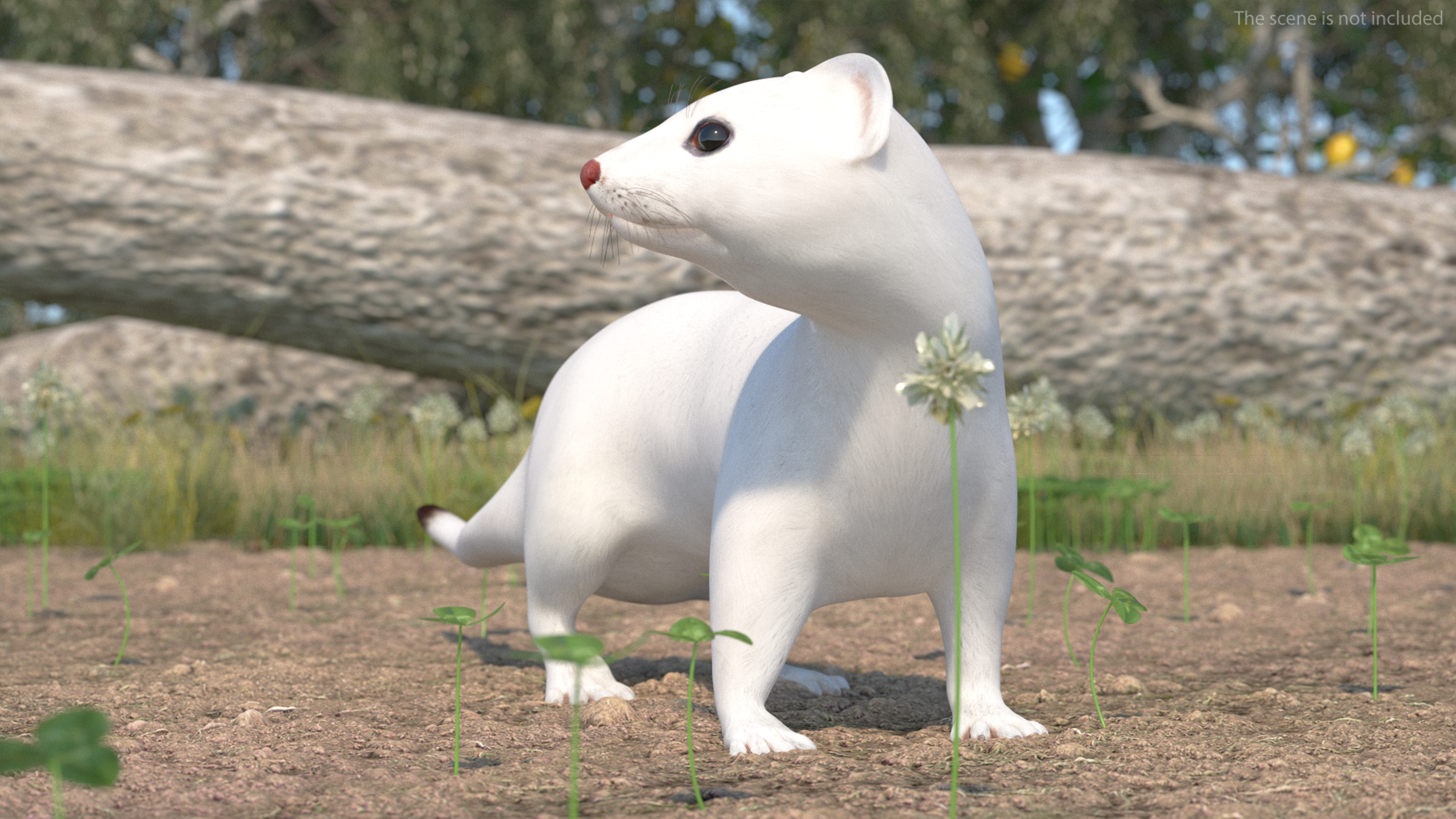 3D model Ermine Mammal White Rigged for Cinema 4D