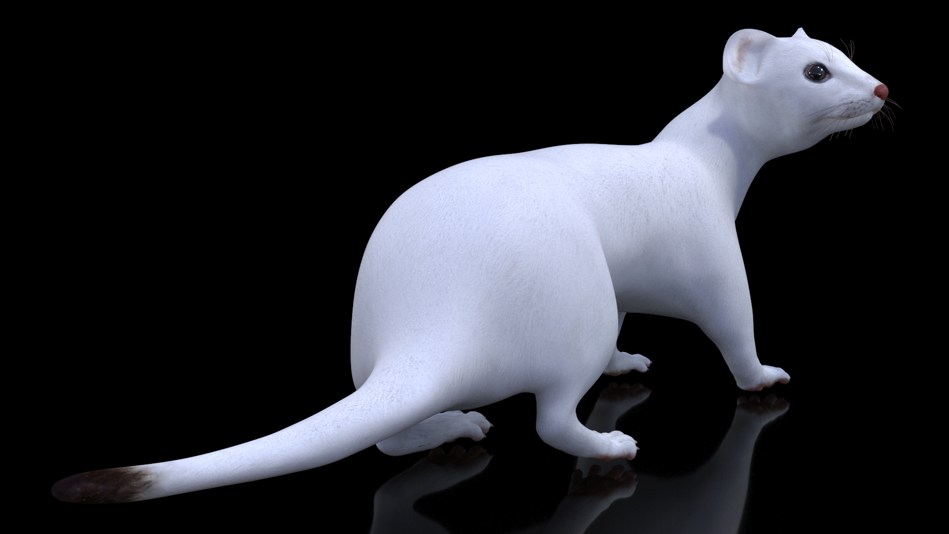 3D model Ermine Mammal White Rigged for Cinema 4D
