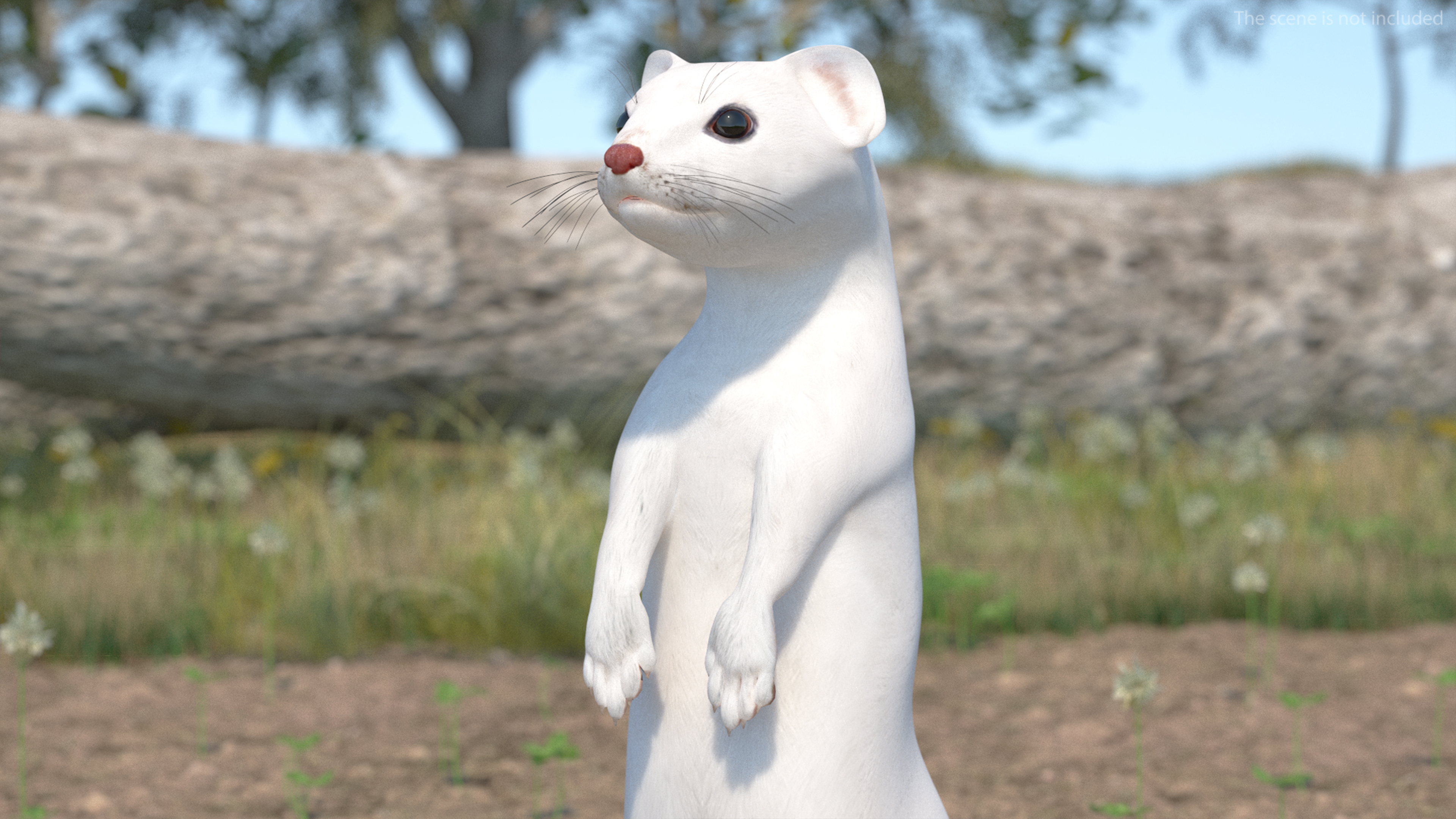 3D model Ermine Mammal White Rigged for Cinema 4D