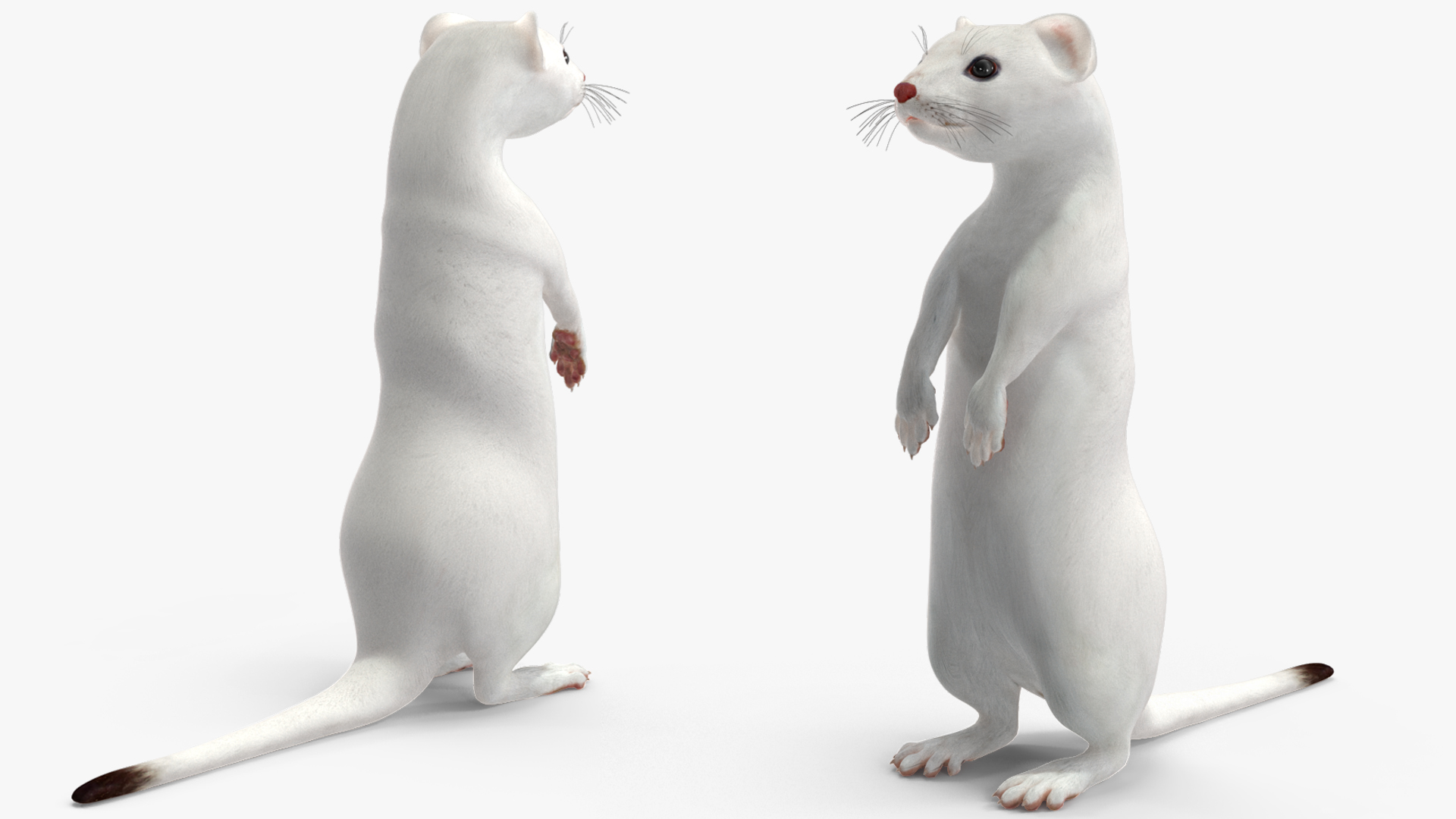 3D model Ermine Mammal White Rigged for Cinema 4D