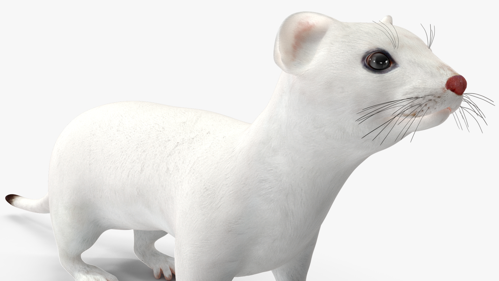 3D model Ermine Mammal White Rigged for Cinema 4D